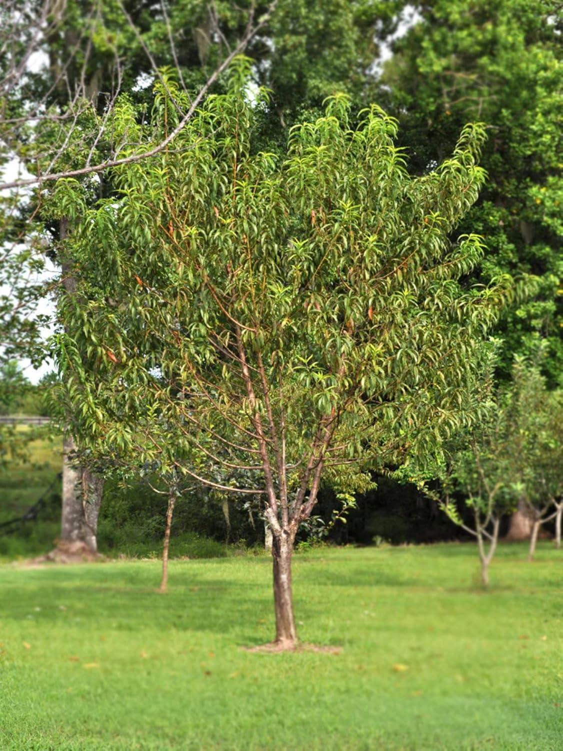 American Plant Exchange Fruit Trees Belle of Georgia Peach Outdoor Landscape Tree, Live Large 5-Gallon Pot