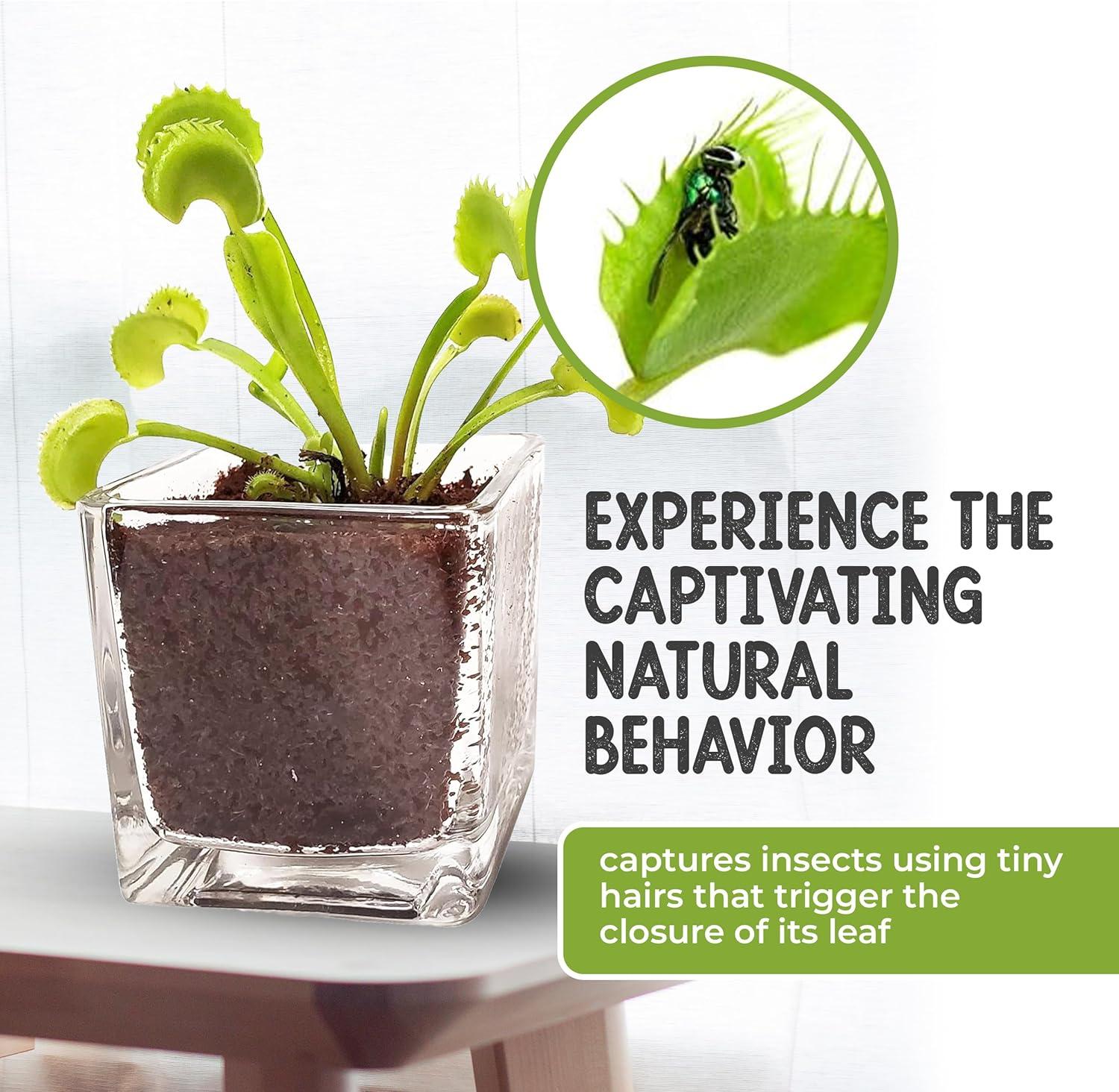 Venus Flytrap Live Plant Kit with Carnivorous Plant Food in 2.5" Glass Cube – Indoor Bug-Eating Plant with Tweezers & Sphagnum Moss – Educational Gift Fly Trap