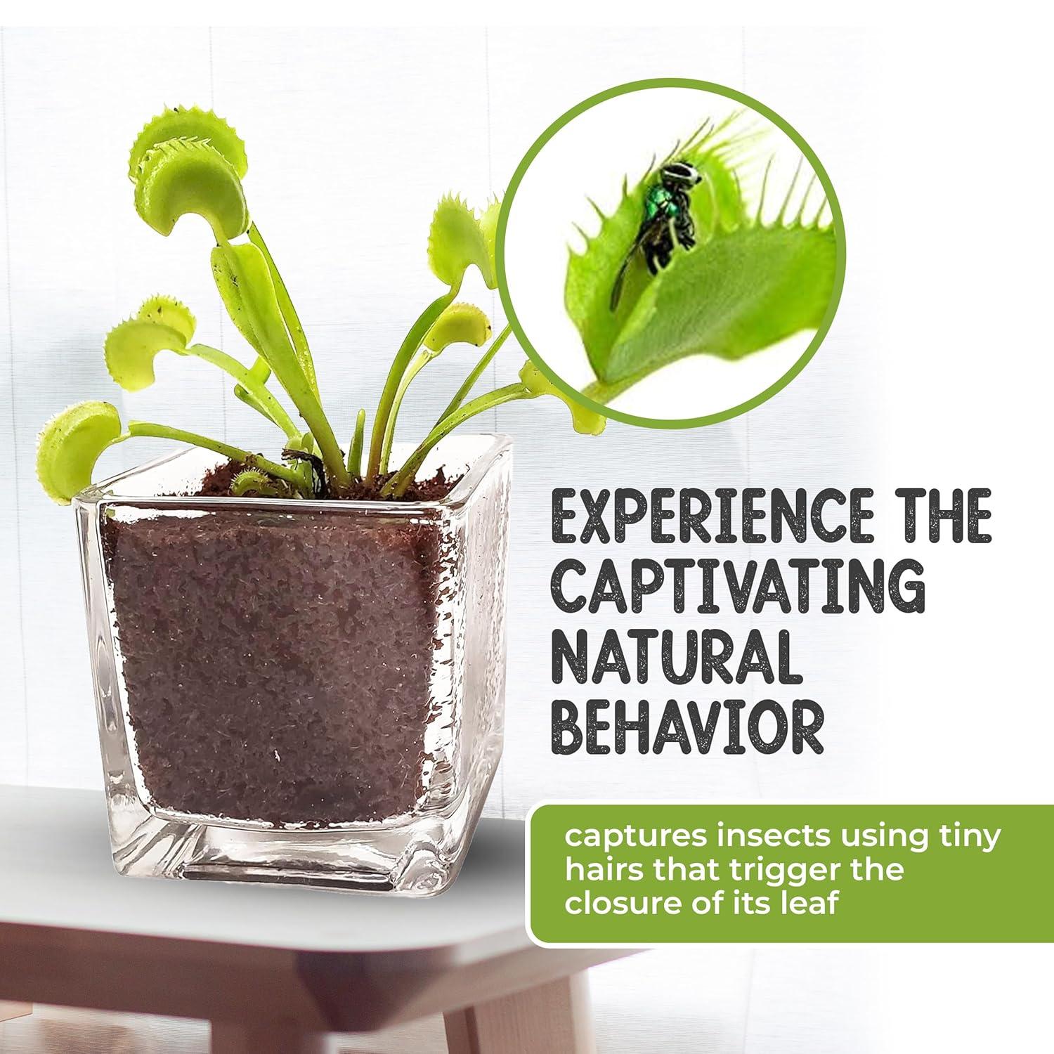 Venus Flytrap Live Plant Kit with Carnivorous Plant Food in 2.5" Glass Cube – Indoor Bug-Eating Plant with Tweezers & Sphagnum Moss – Educational Gift Fly Trap