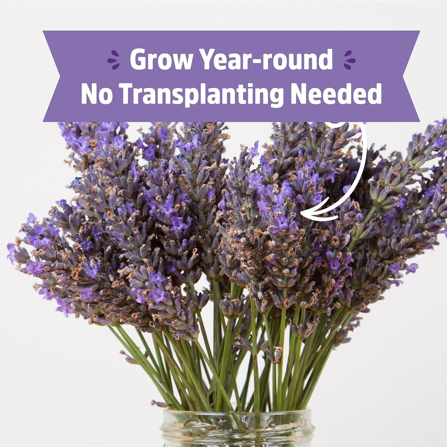 Back to the Roots Organic Lavender Grow Kit