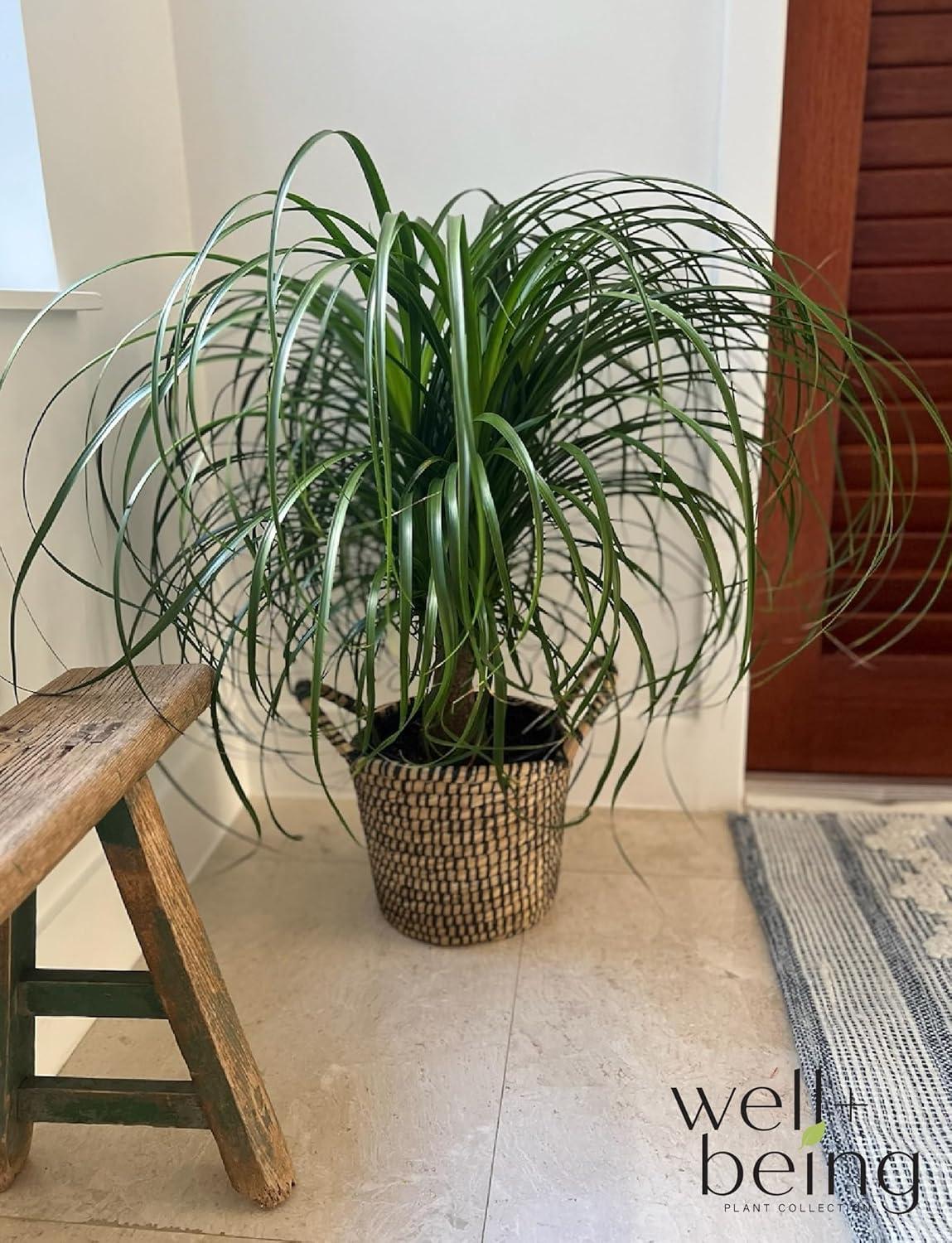 Nature's Way Farms 20-Inch Ponytail Palm in Black Growers Pot