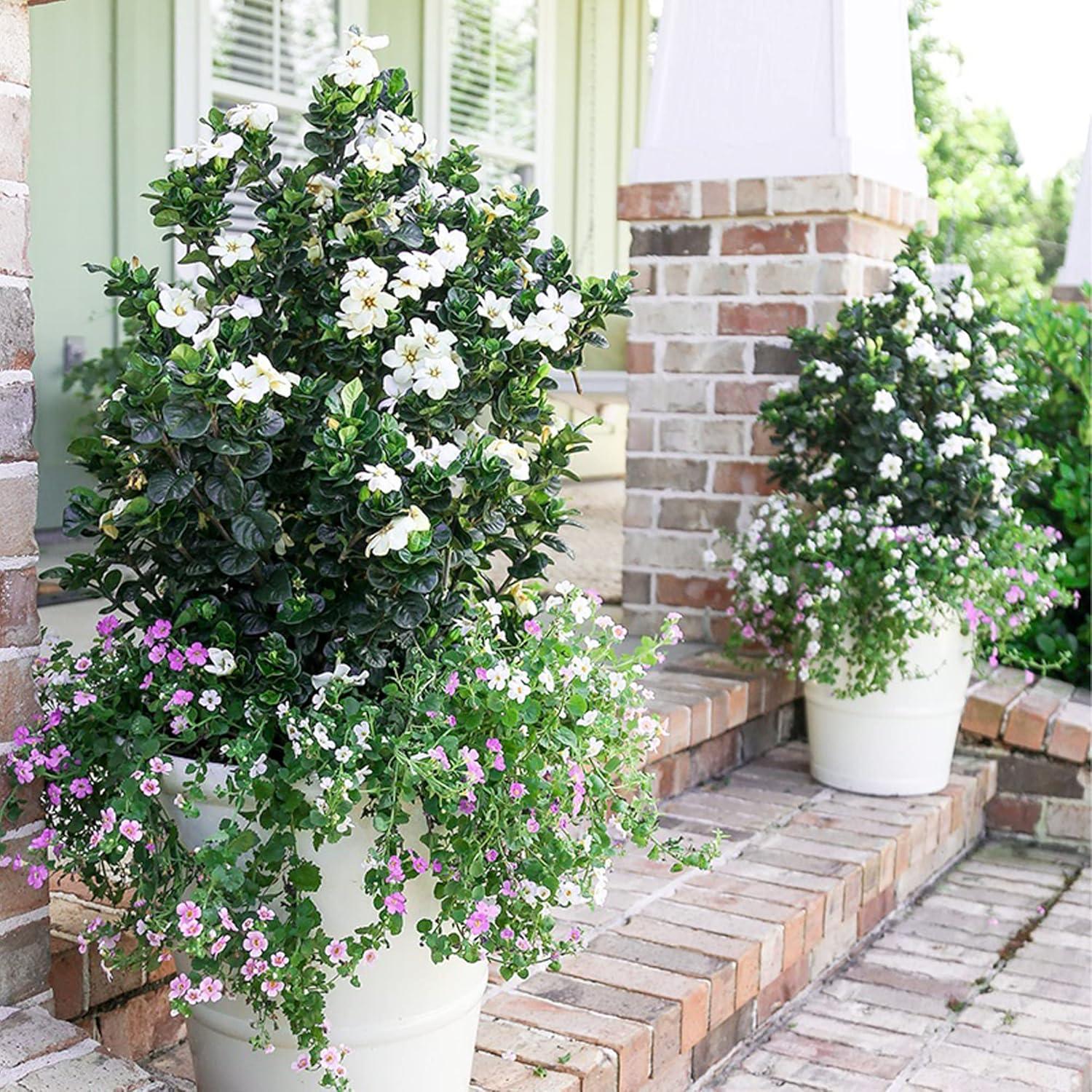 Southern Living Plant Collection Gardenia Diamond Spire Live Shrubs (2 Gallon)