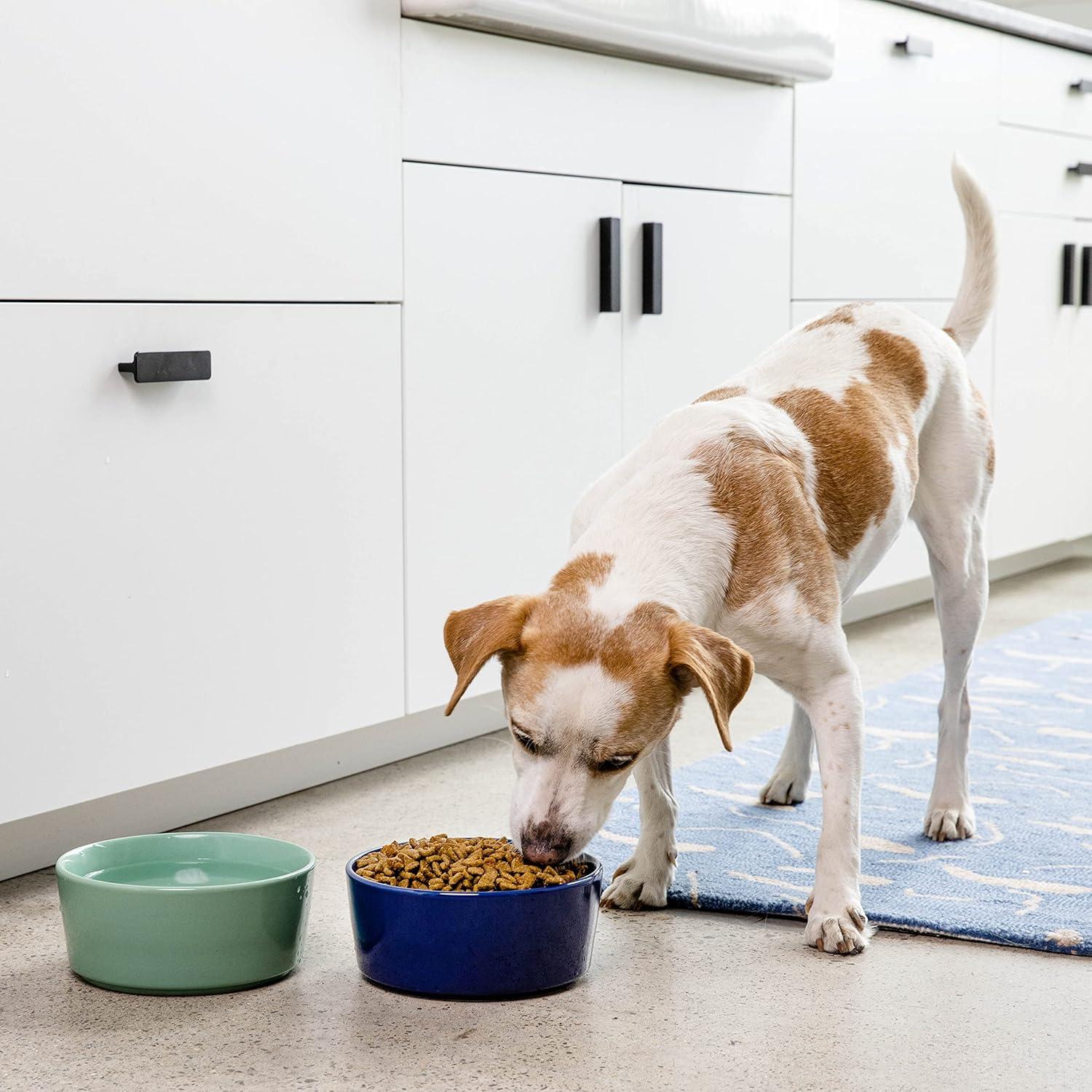 Pet Bowl