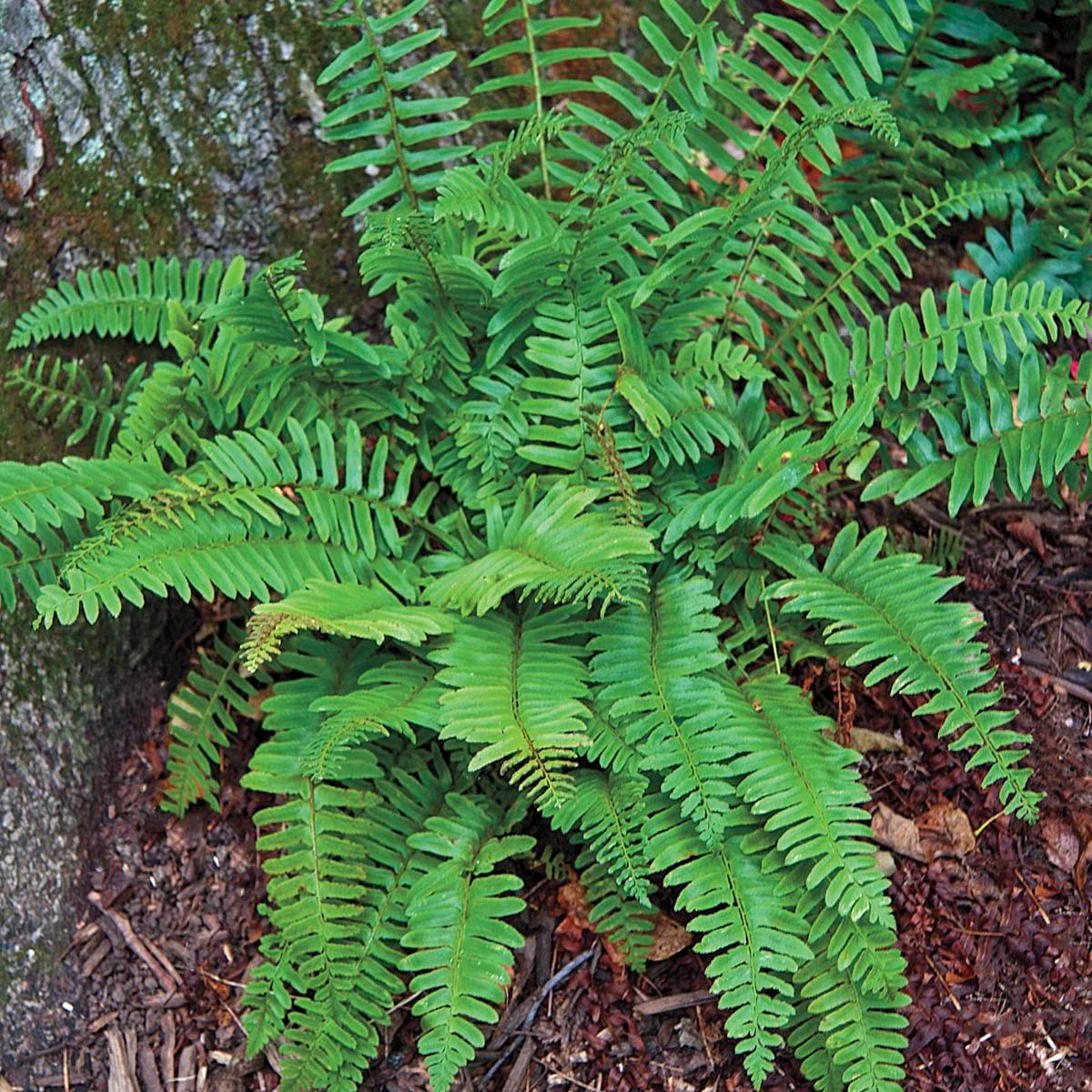 Christmas Fern Dormant Bare Root Perennial Roots (5-Pack)