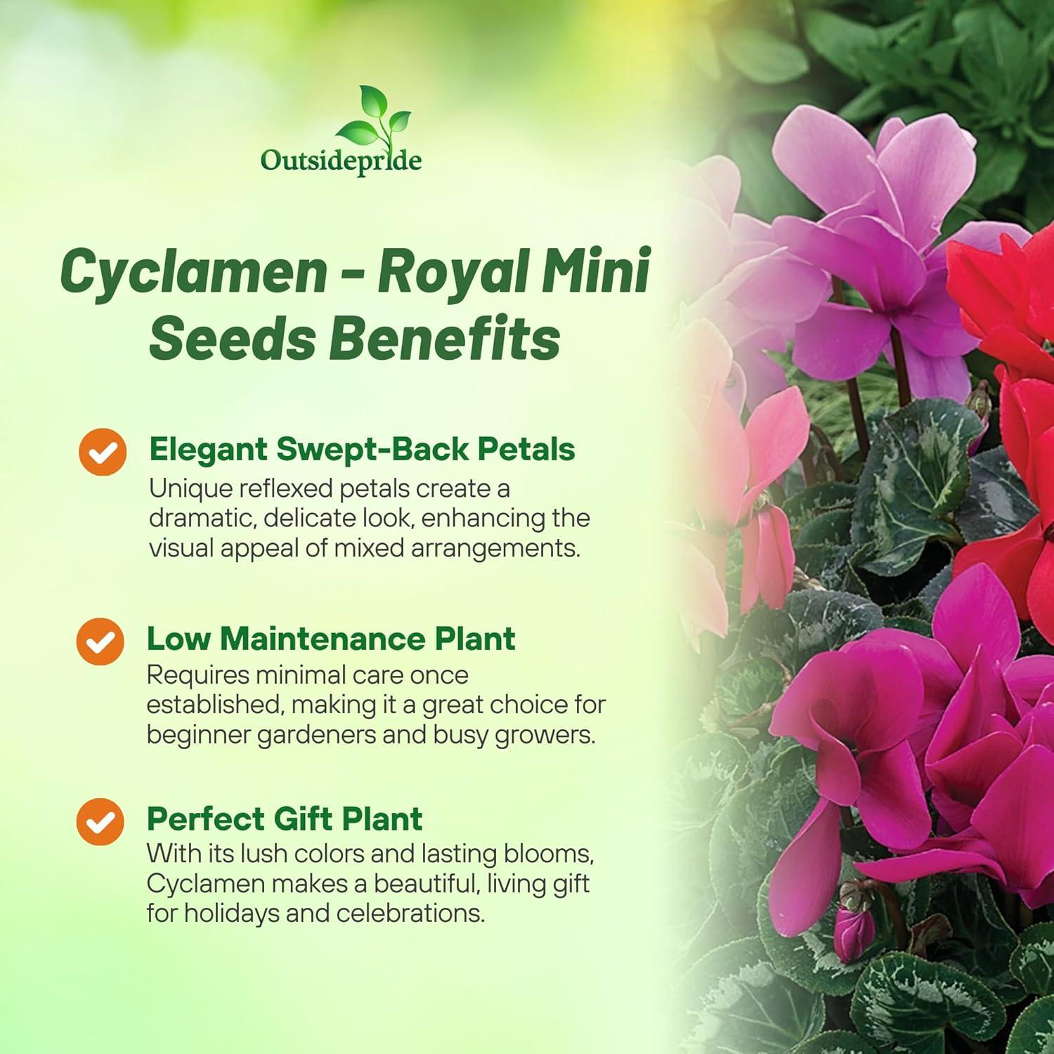 Outsidepride Annual Cyclamen Persicum for Partial Shade - 100 Seeds