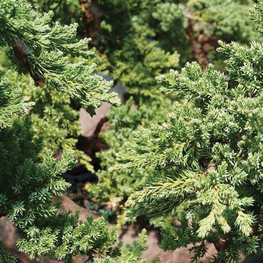 Brussel's Green Mound Juniper Over Rock Bonsai - X Large - (Outdoor)