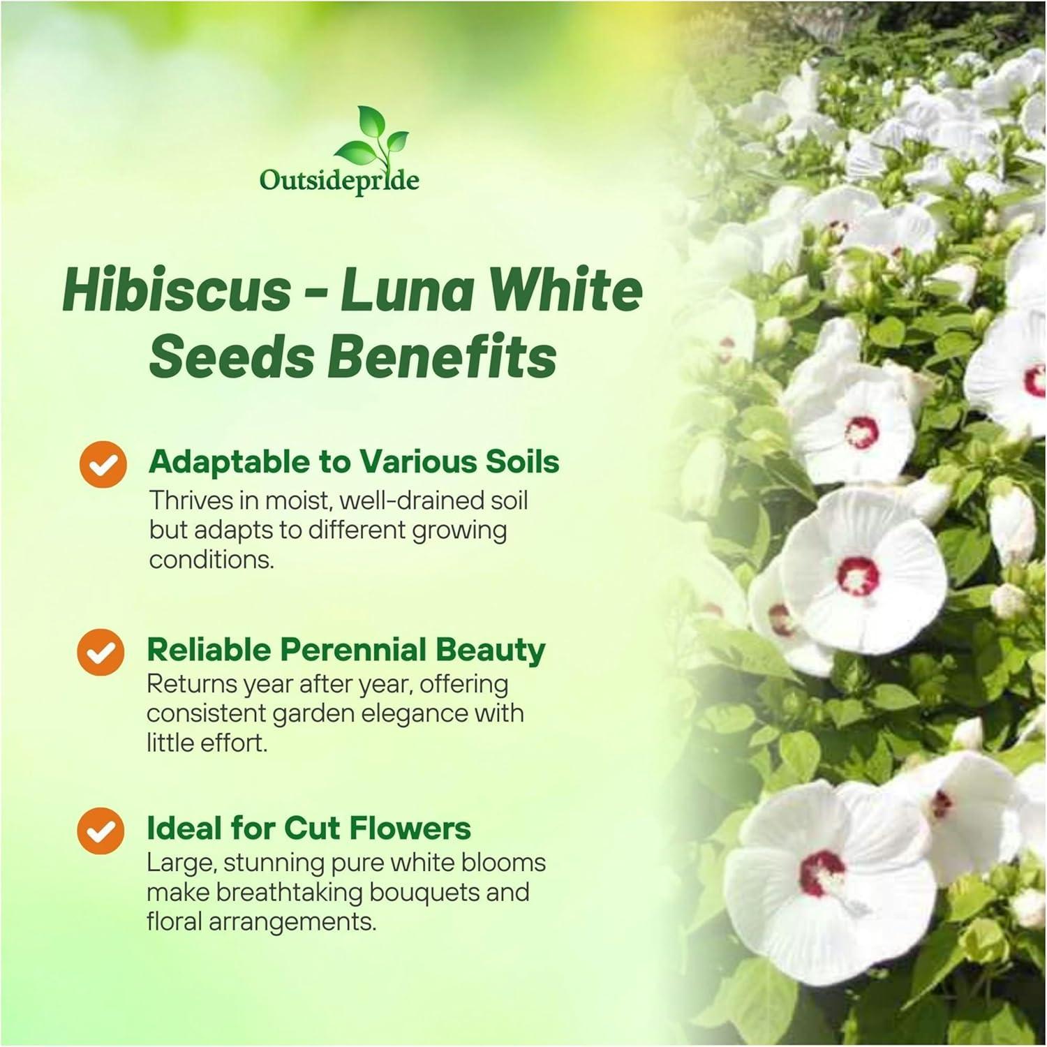 Luna White Hibiscus Seeds with Large Red-Centered Blooms