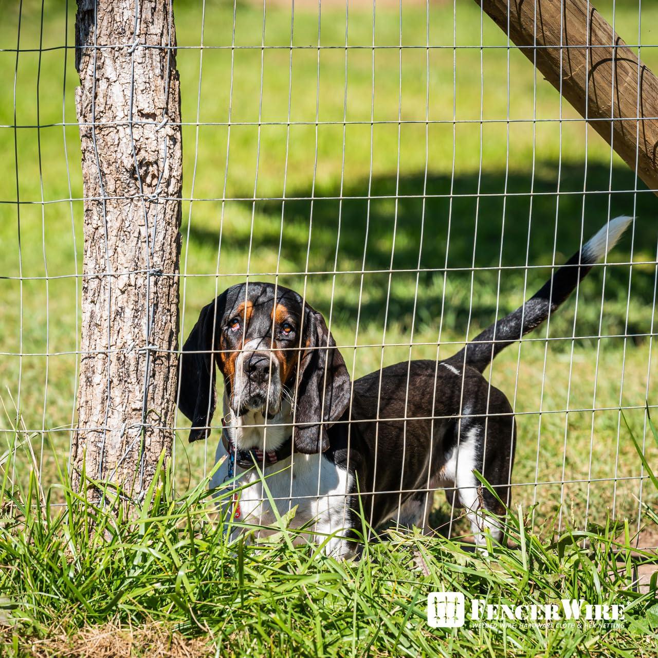 Galvanized Welded Wire Fence 12.5 Gauge 50 ft Roll