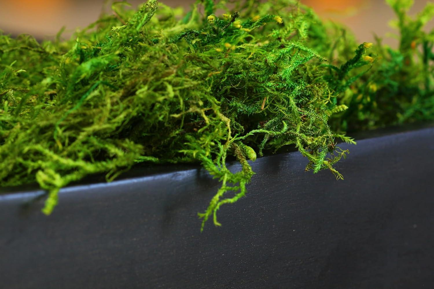 SuperMoss Preserved Forest Moss Decorative Filler: Basket Liner, Soil Topper, Craft Projects - Green