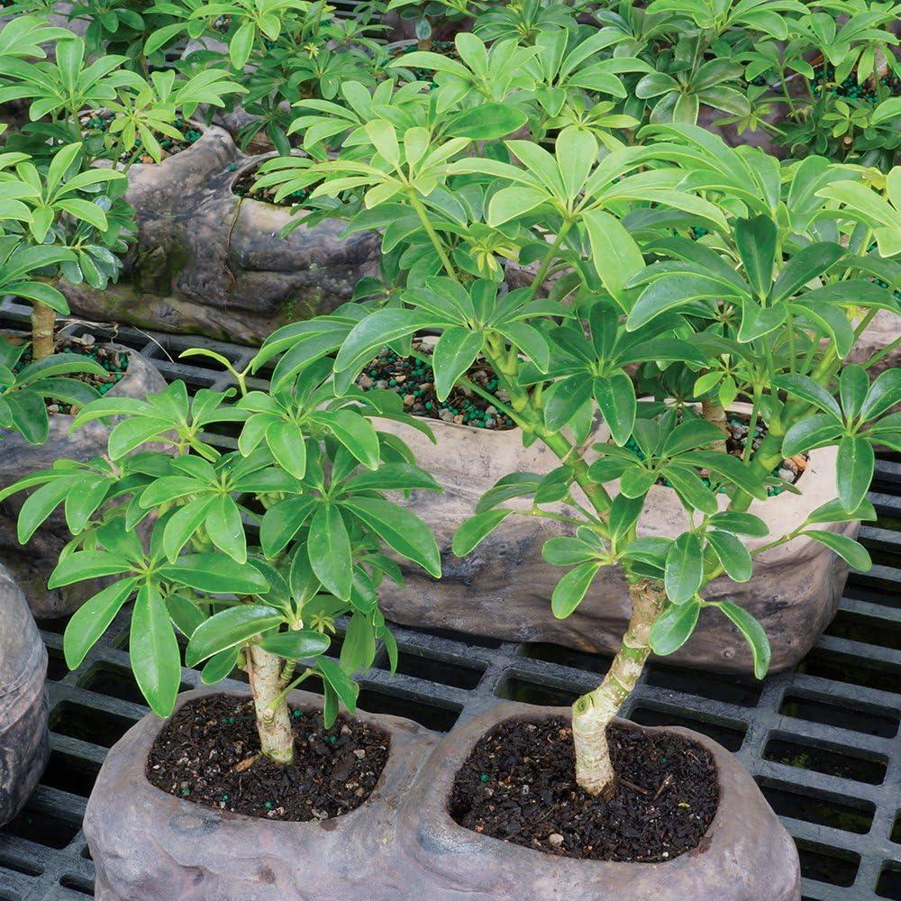 Brussel's Hawaiian Umbrella Bonsai Tree In Rock Pot