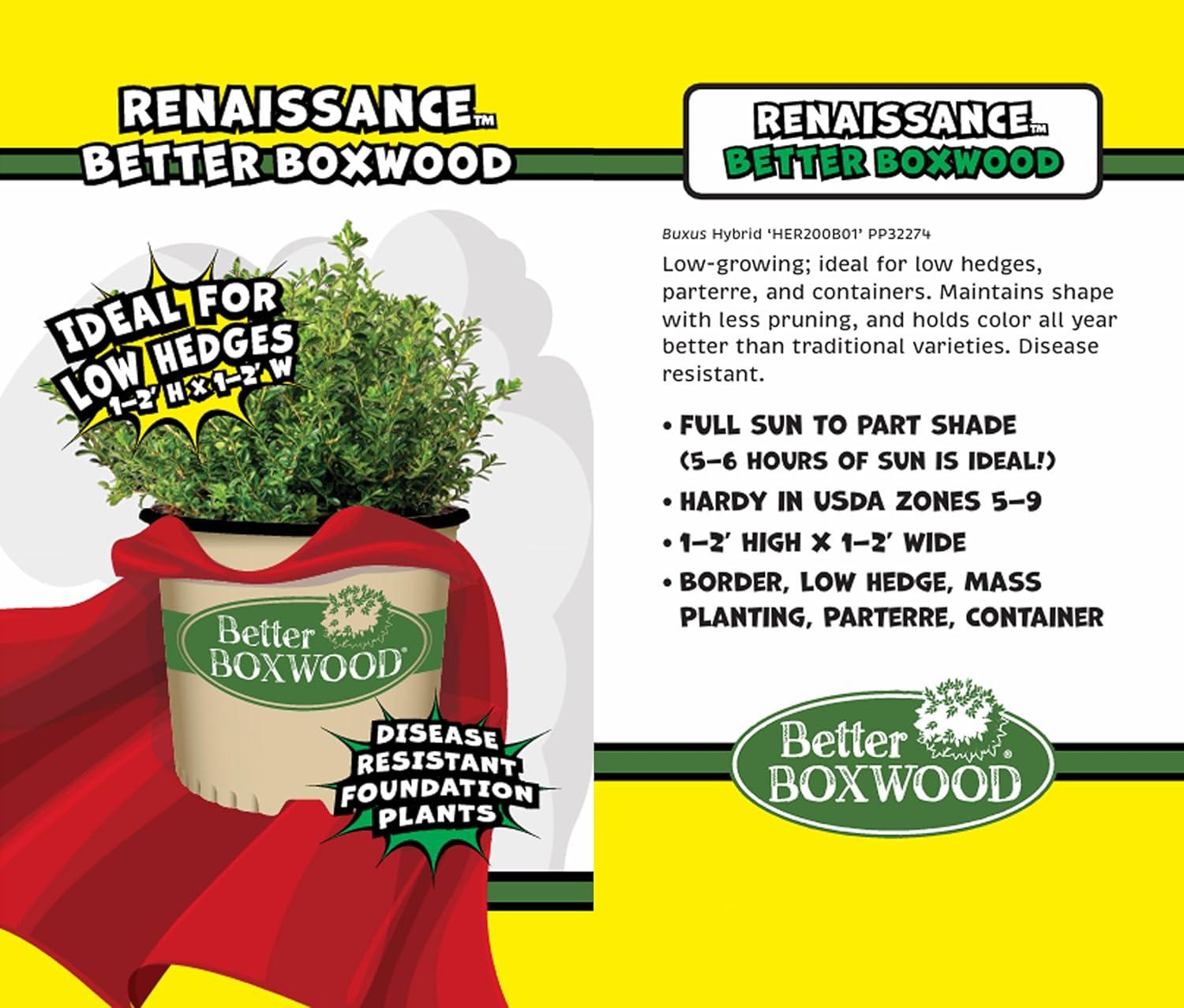 Better Boxwood Renaissance Live Shrub (1 Gallon)