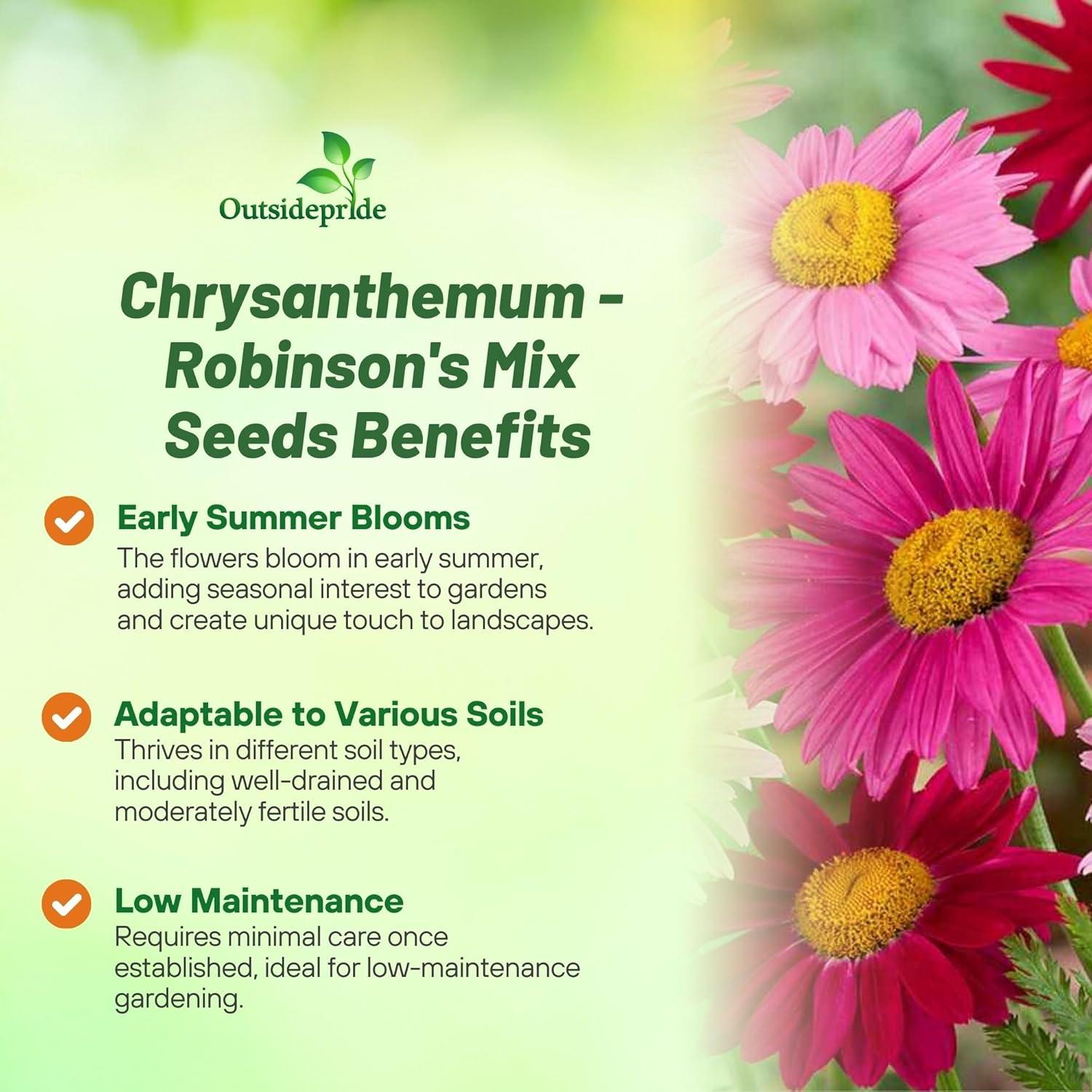 Outsidepride Robinson's Mix Chrysanthemum Seeds - 5000 MHD1Pcs. Perennial, Drought Tolerant Flower Seeds for Planting in Pollinator Gardens, Cut Flowers & Low Maintenance Landscaping