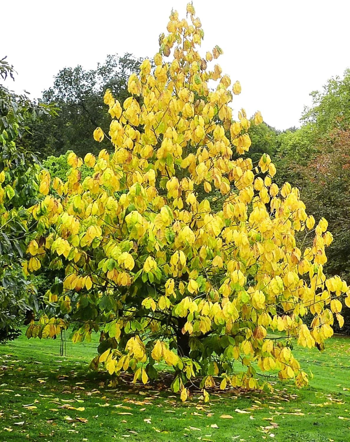 American Plant Exchange Fruit Trees Paw Paw Tree, Live Outdoor Landscape Plant, 1-Gallon Pot