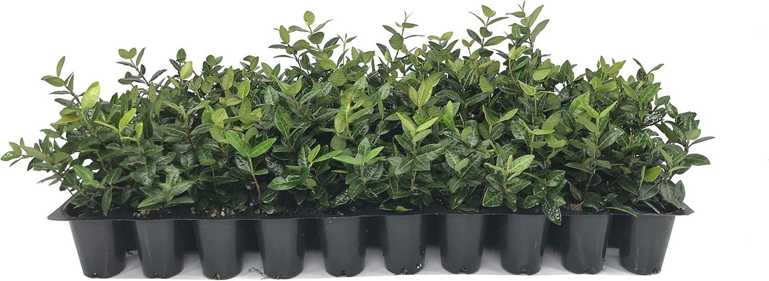 Asiatic Jasmine Minima 2" Evergreen Groundcover Shrub - 60 Live Plants