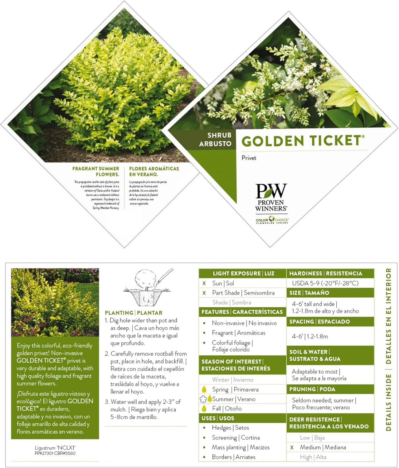 Golden Ticket Privet 2-Gallon Deciduous Shrub with White Flowers