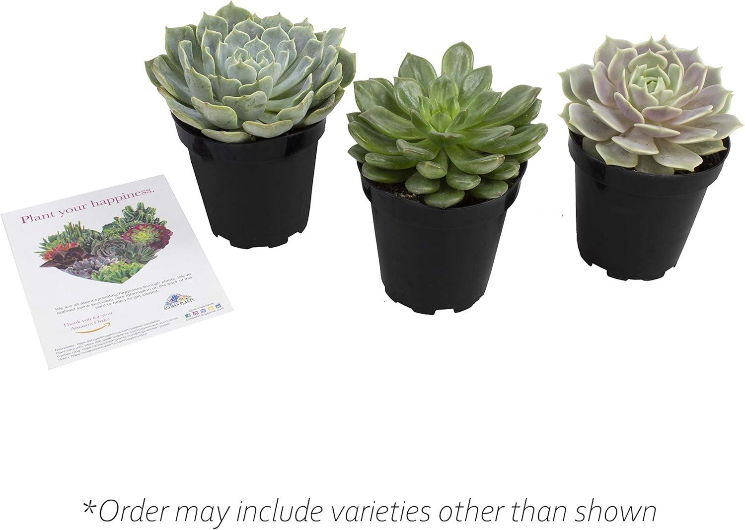 Altman Plants Live Succulent Plants 3-Pack, Echeveria Succulents Plants - Full Sun - 3.5-Inch Pots