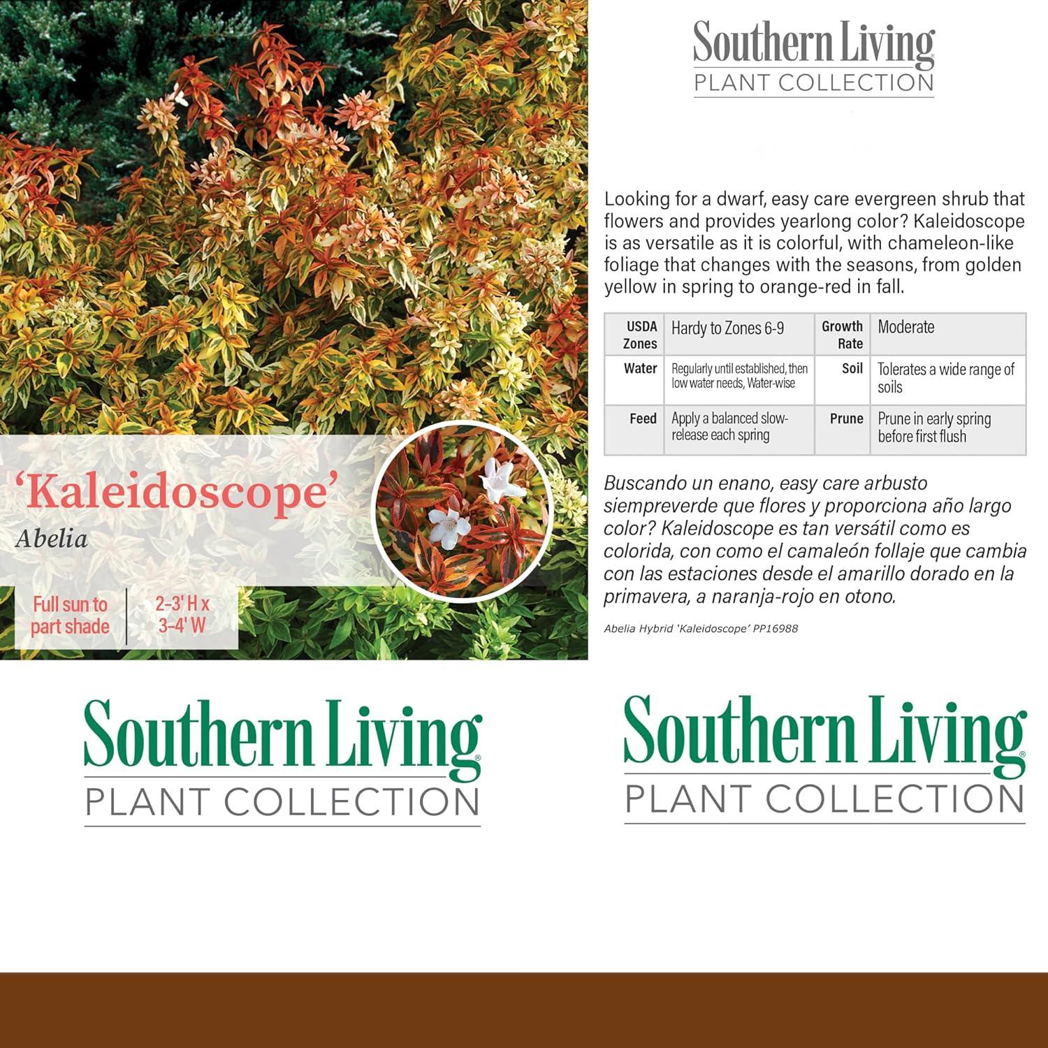 Southern Living Abelia Kaleidoscope Live Shrub in 2-Gallon Grower Pot