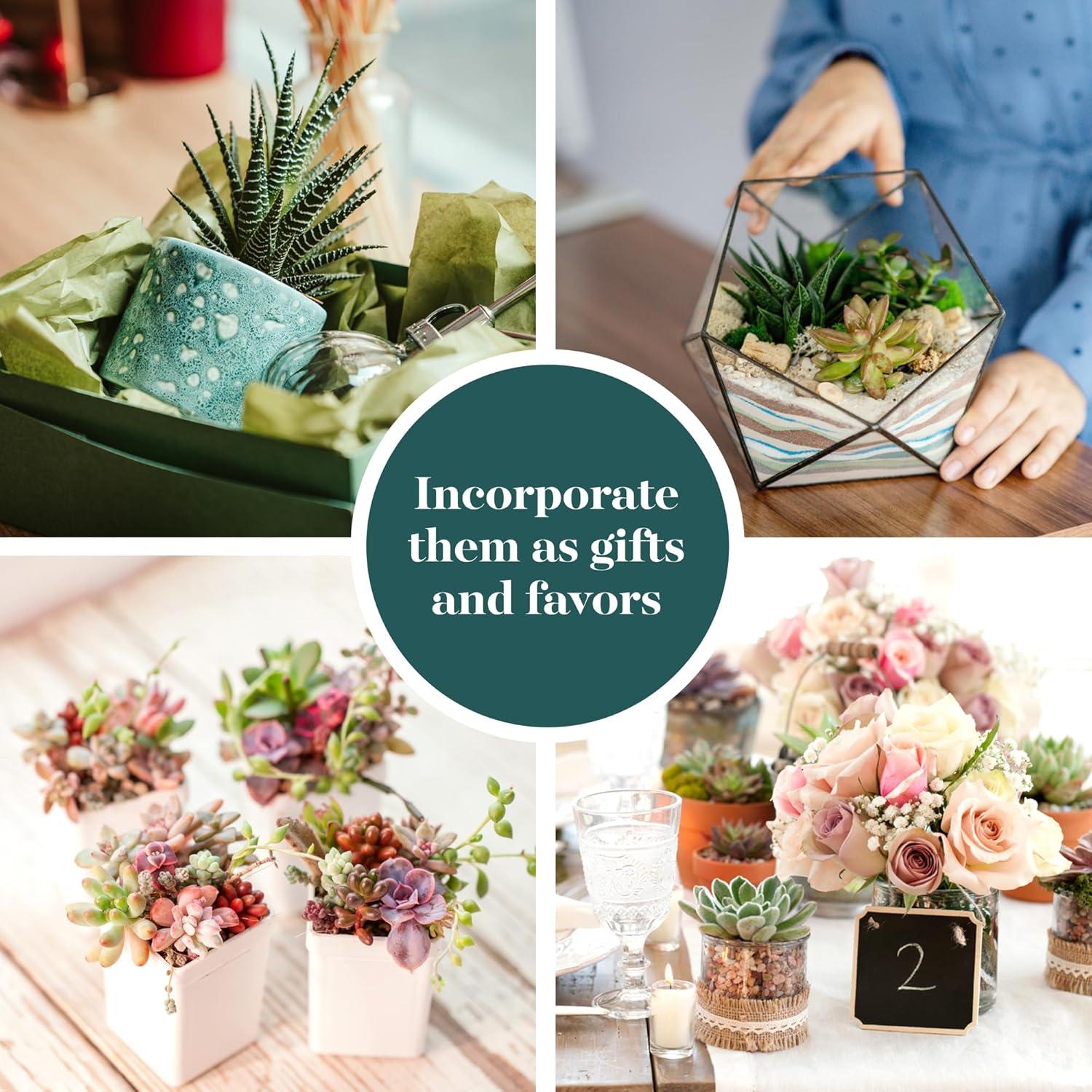 Unique Mix Live Succulents in Soil Hand Selected Variety (5-Pack)