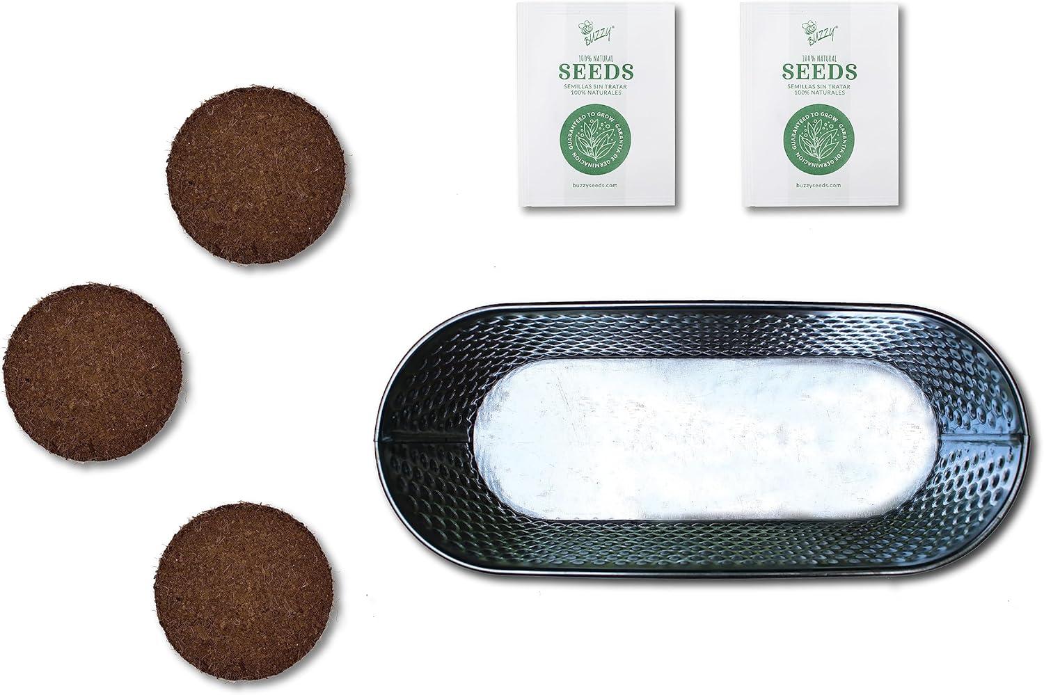 Buzzy Seeds Rosemary and Sage Holiday Herb Garden Indoor Starter Kit