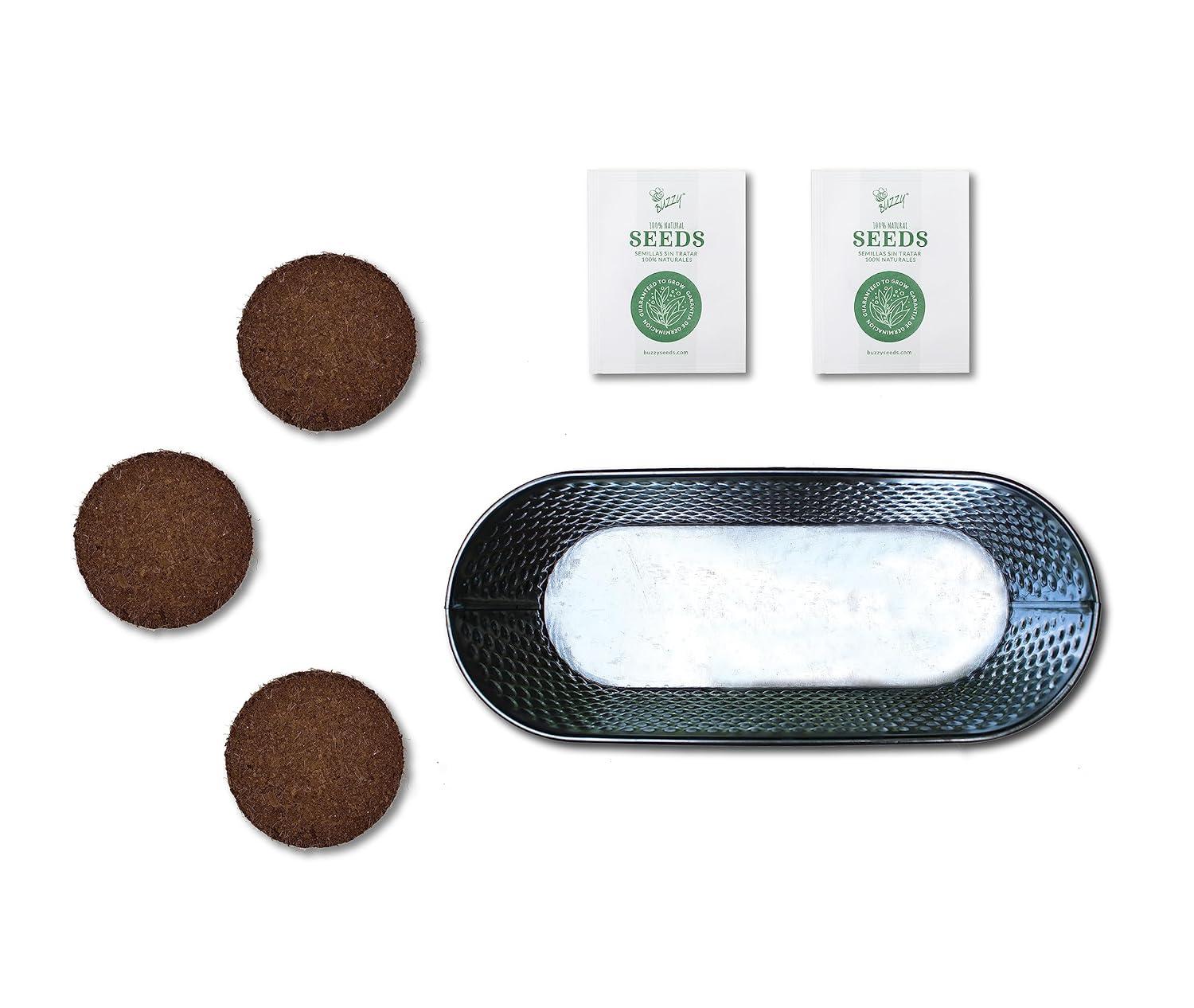 Buzzy Seeds Rosemary and Sage Holiday Herb Garden Indoor Starter Kit