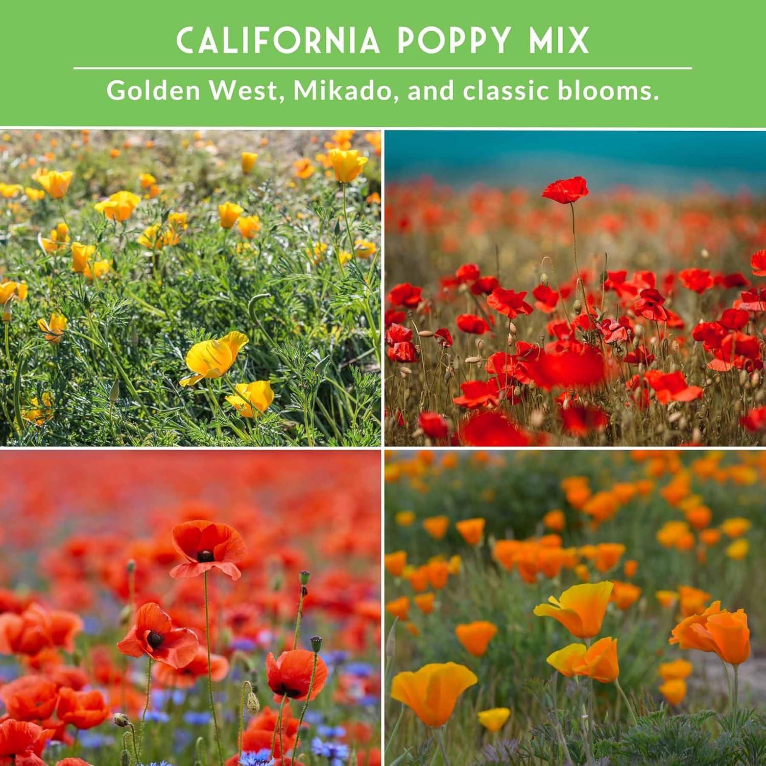 4 Packs Poppy Flower Seed - California, Golden West, Mikado, Red Corn - Full Sun Annual