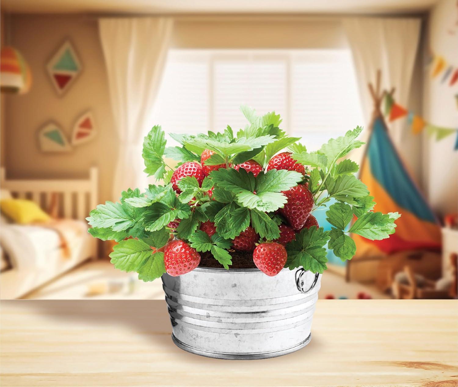 Vintage-Inspired Metal Mini Basin Strawberry Grow Kit