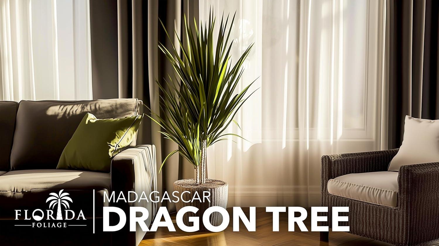Extra Large Madagascar Dragon Tree in Black Pot