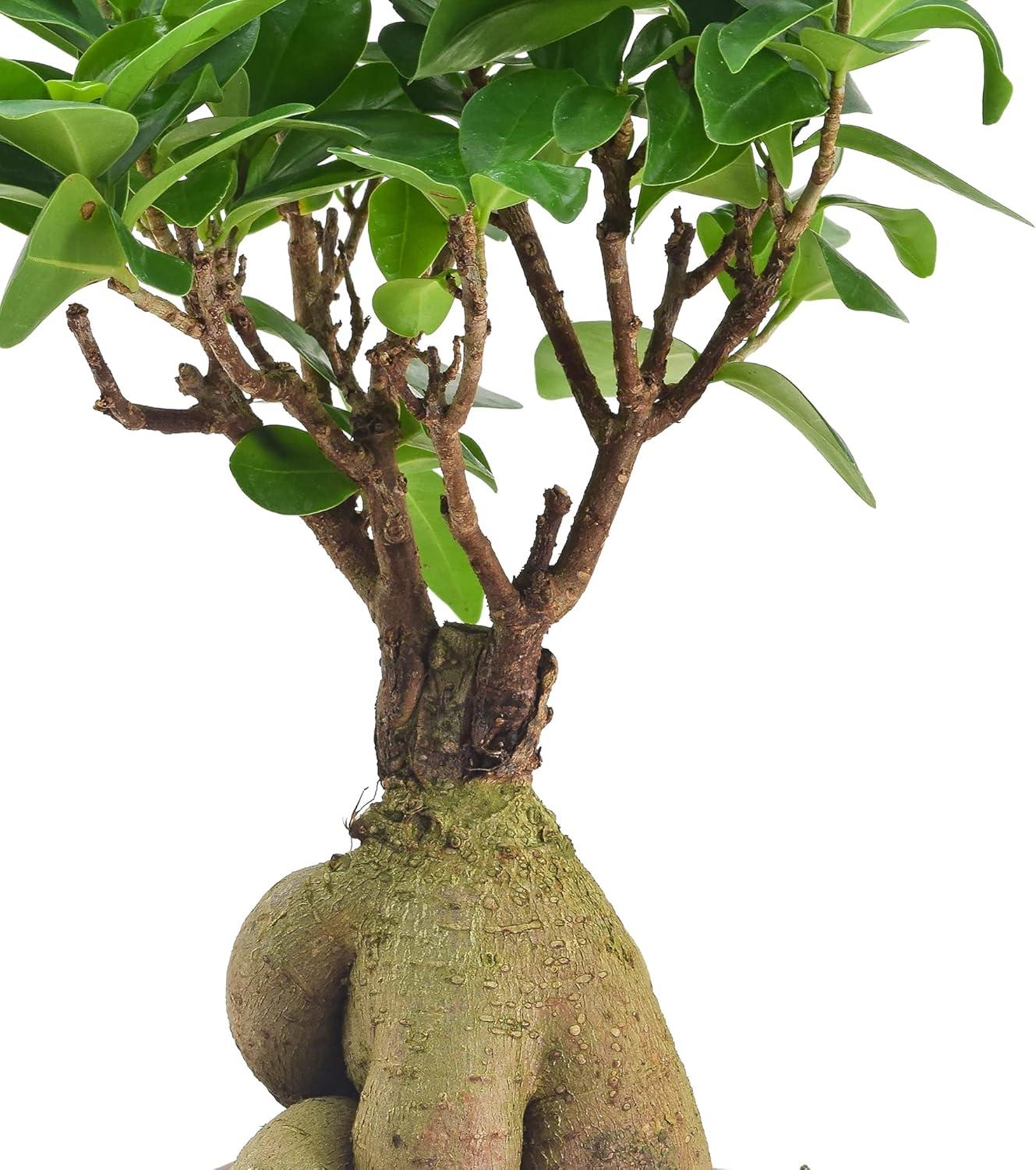 Small Ginseng Ficus Bonsai in Red Speckled Ceramic Planter