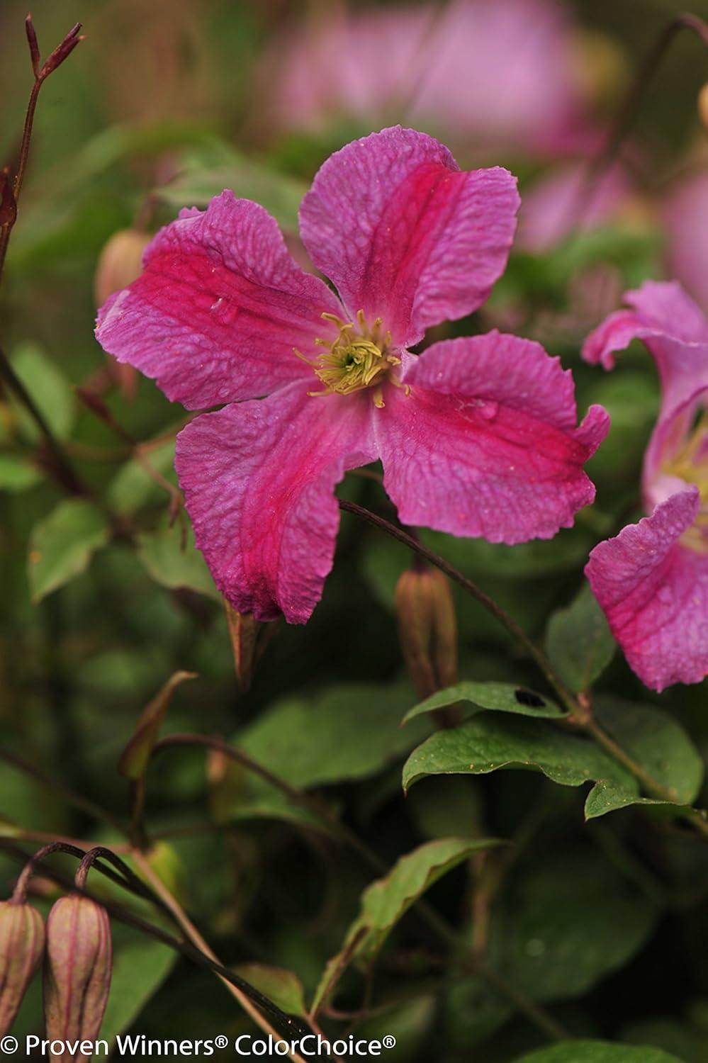 Pink Mink Clematis Trailing Flowering Shrub, 4.5 in. Quart