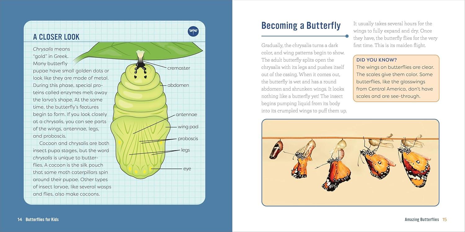 Butterflies for Kids - (Junior Scientists) by  Lauren Davidson (Paperback)