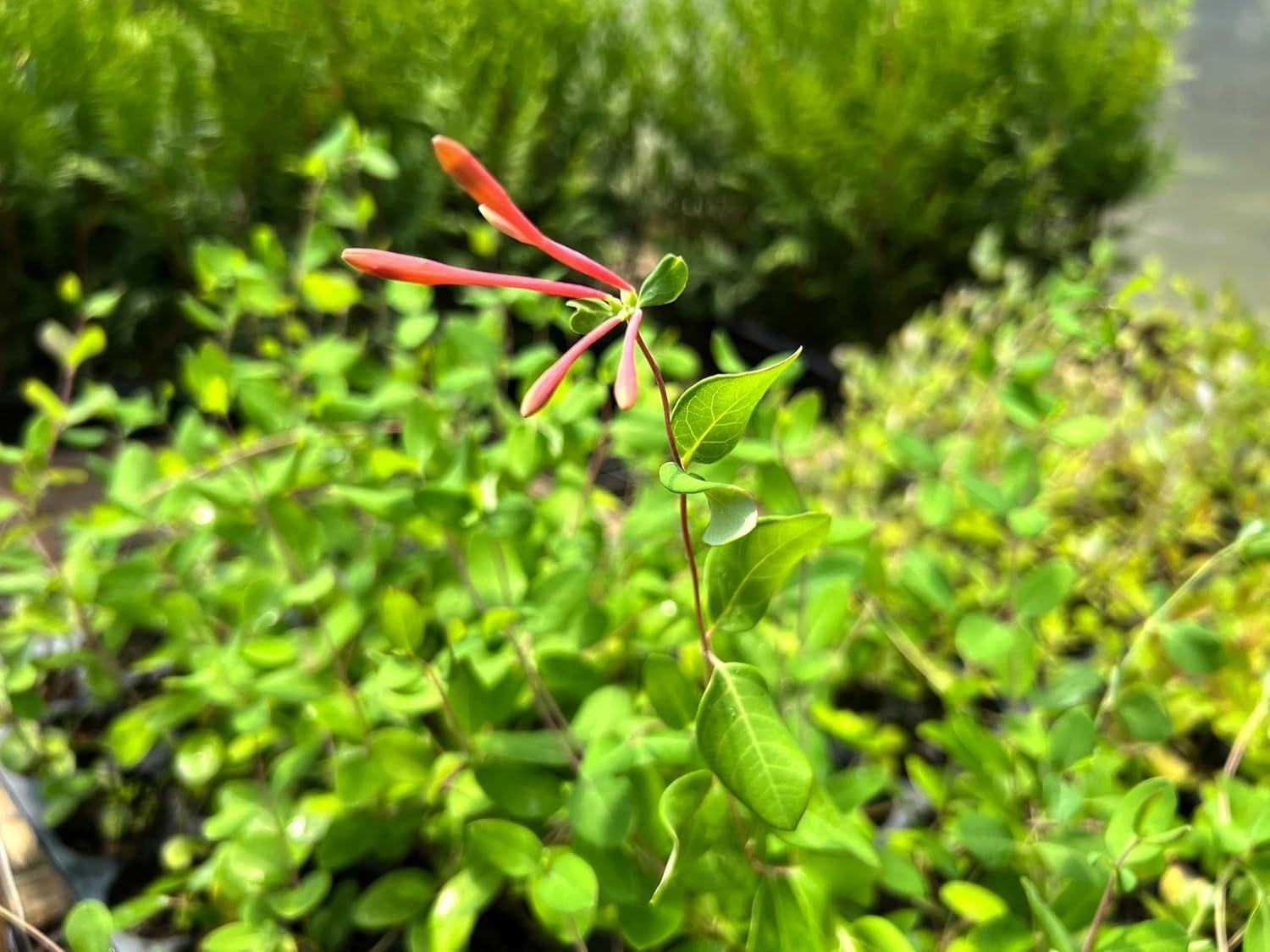 Coral Honeysuckle 3-Pack Live Plants for Hummingbirds