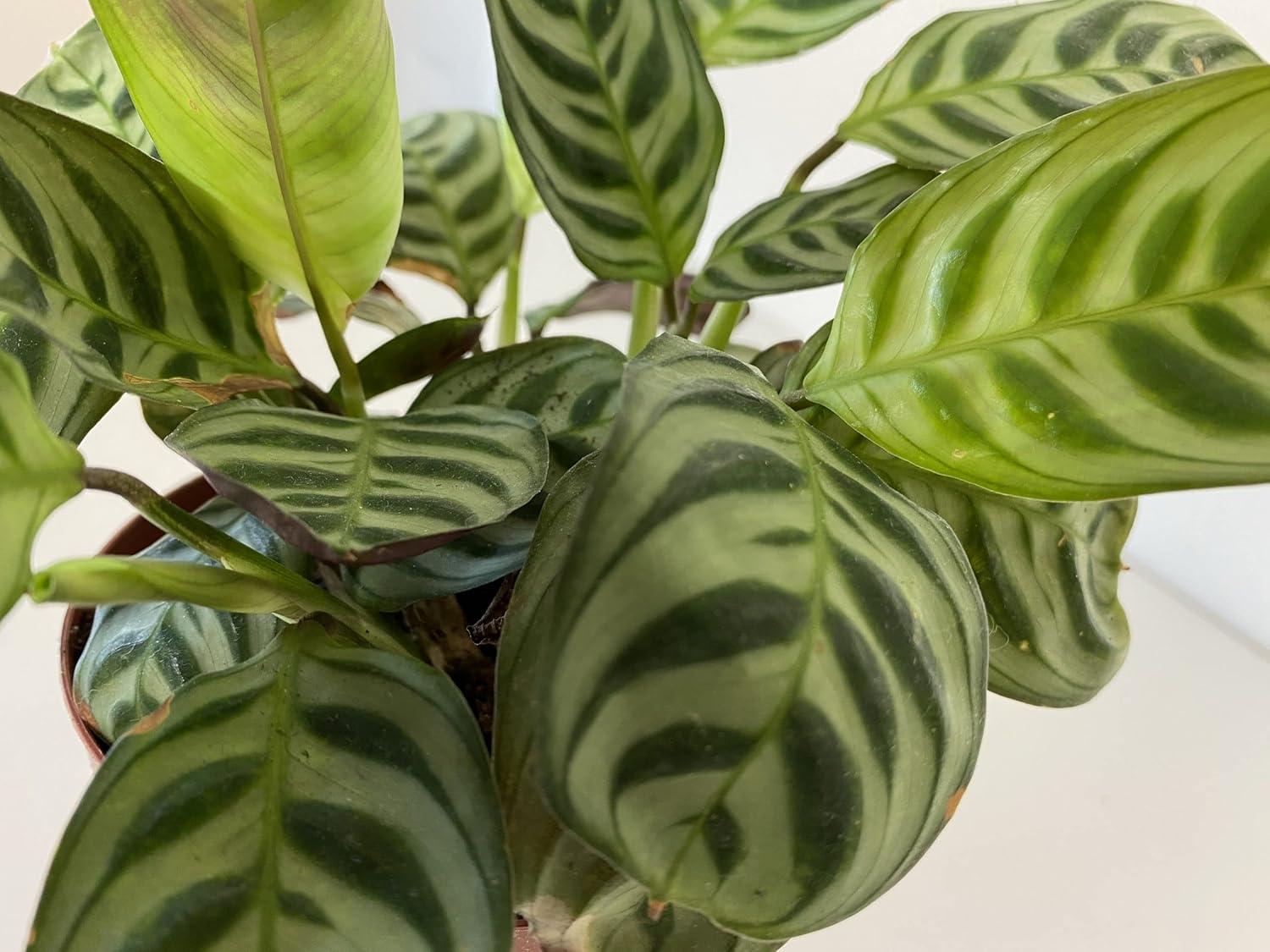 Calathea Burle Marxii Green and Burgundy Indoor Plant in 4-Inch Pot