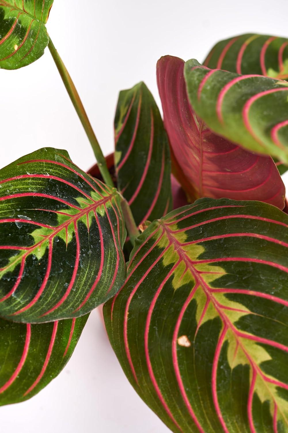 Large Maranta Red Prayer Plant in Brown Grower Pot