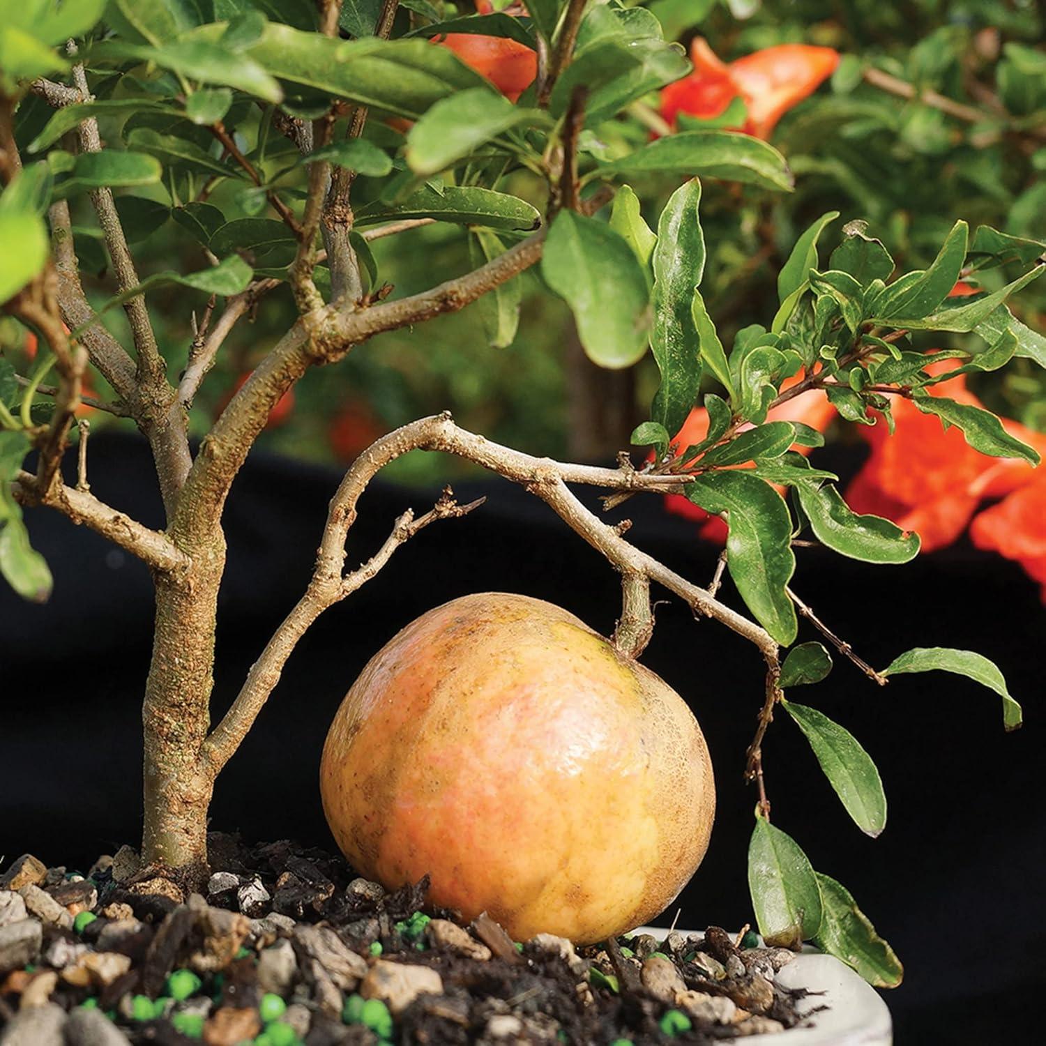 Brussel's Bonsai -in Orange Feature Dwarf Pomegranate In pot (with soil)