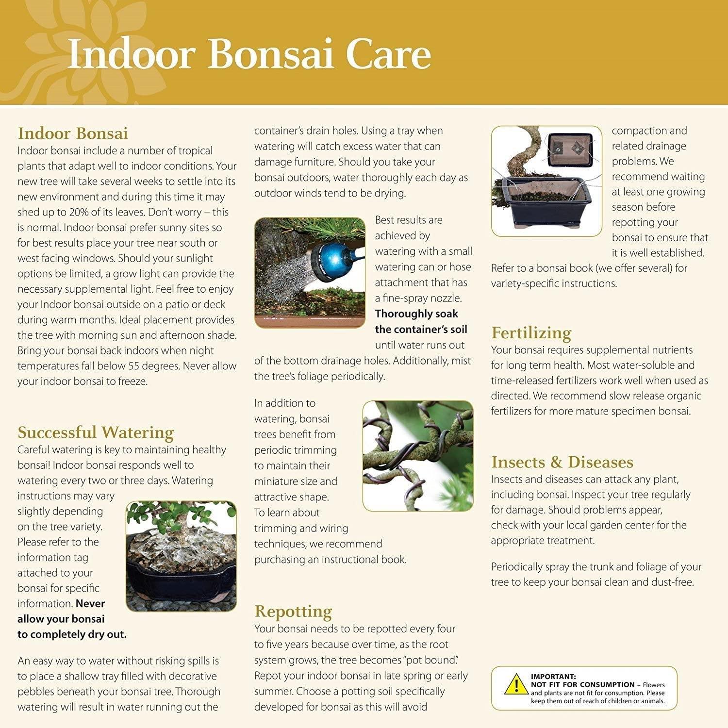 Brussel's Bonsai -in Orange Feature Dwarf Pomegranate In pot (with soil)