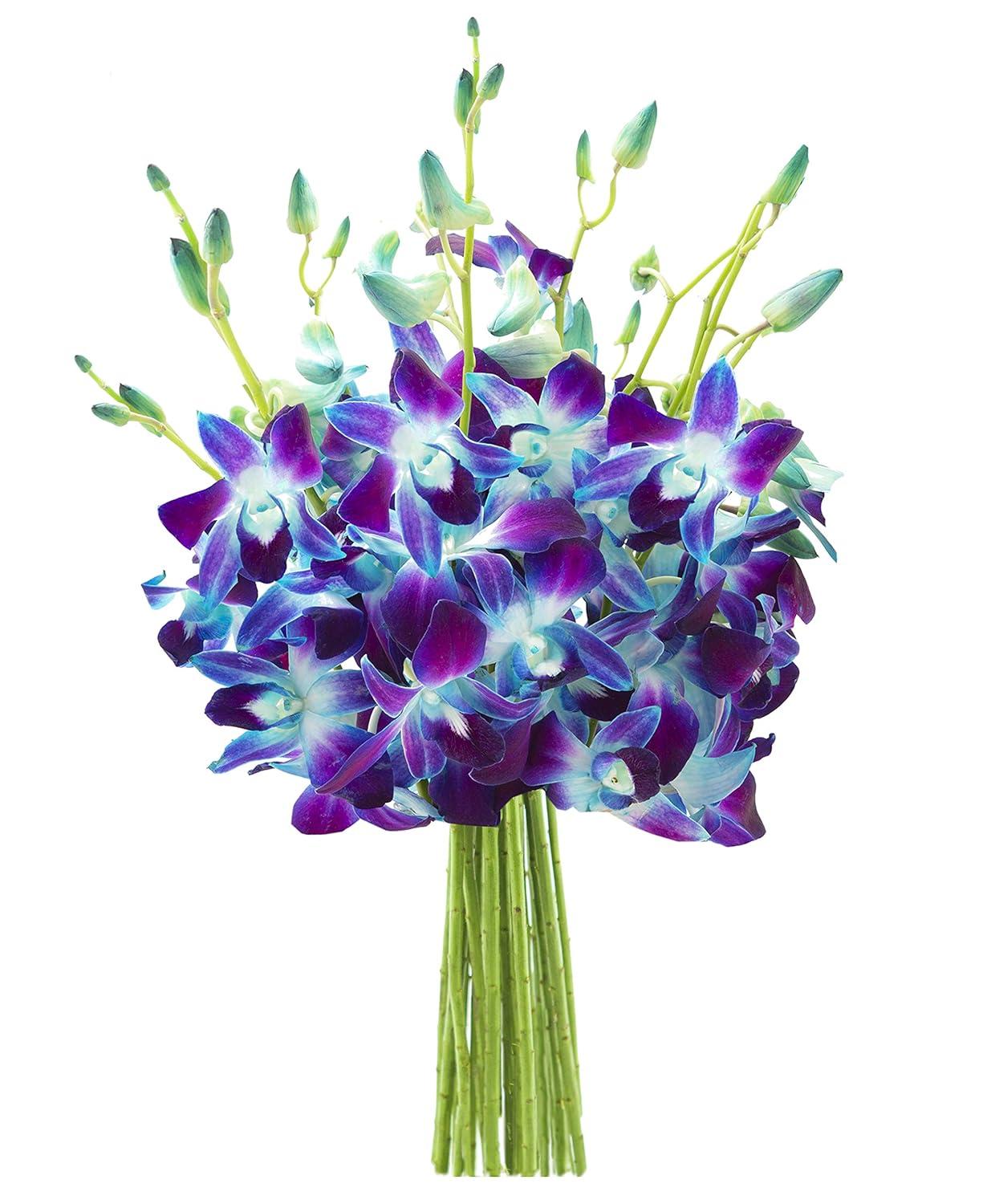KaBloom : Bouquet of Fresh 10 Blue Dendrobium Orchids, Next-Day Delivery, Gift for all occasions