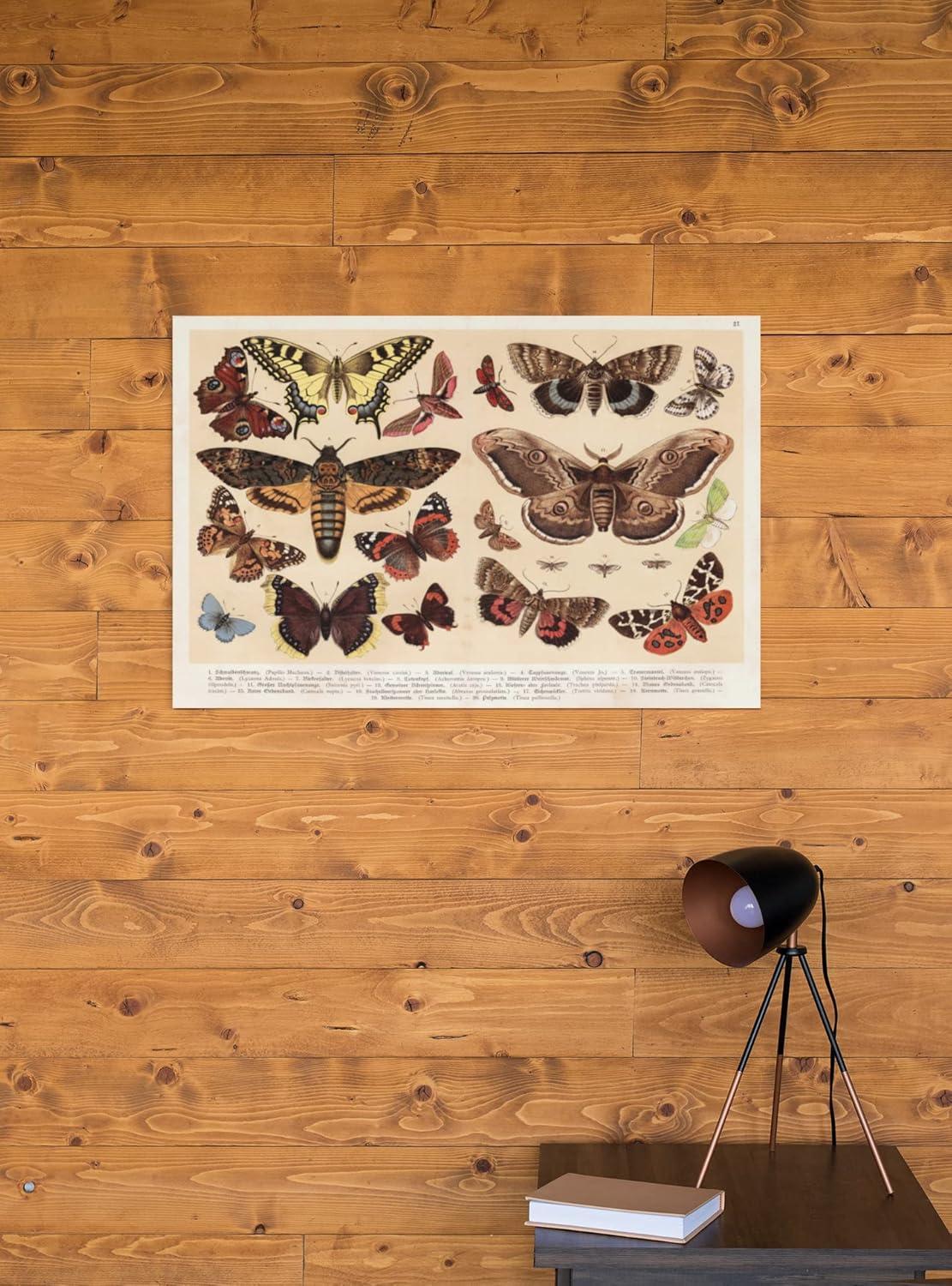 Moths and Butterflies 1888 Vintage Illustration Insect Wall Art of Moths and Butterflies butterfly Illustrations Insect Moth Cool Wall Art Print Poster 18x12