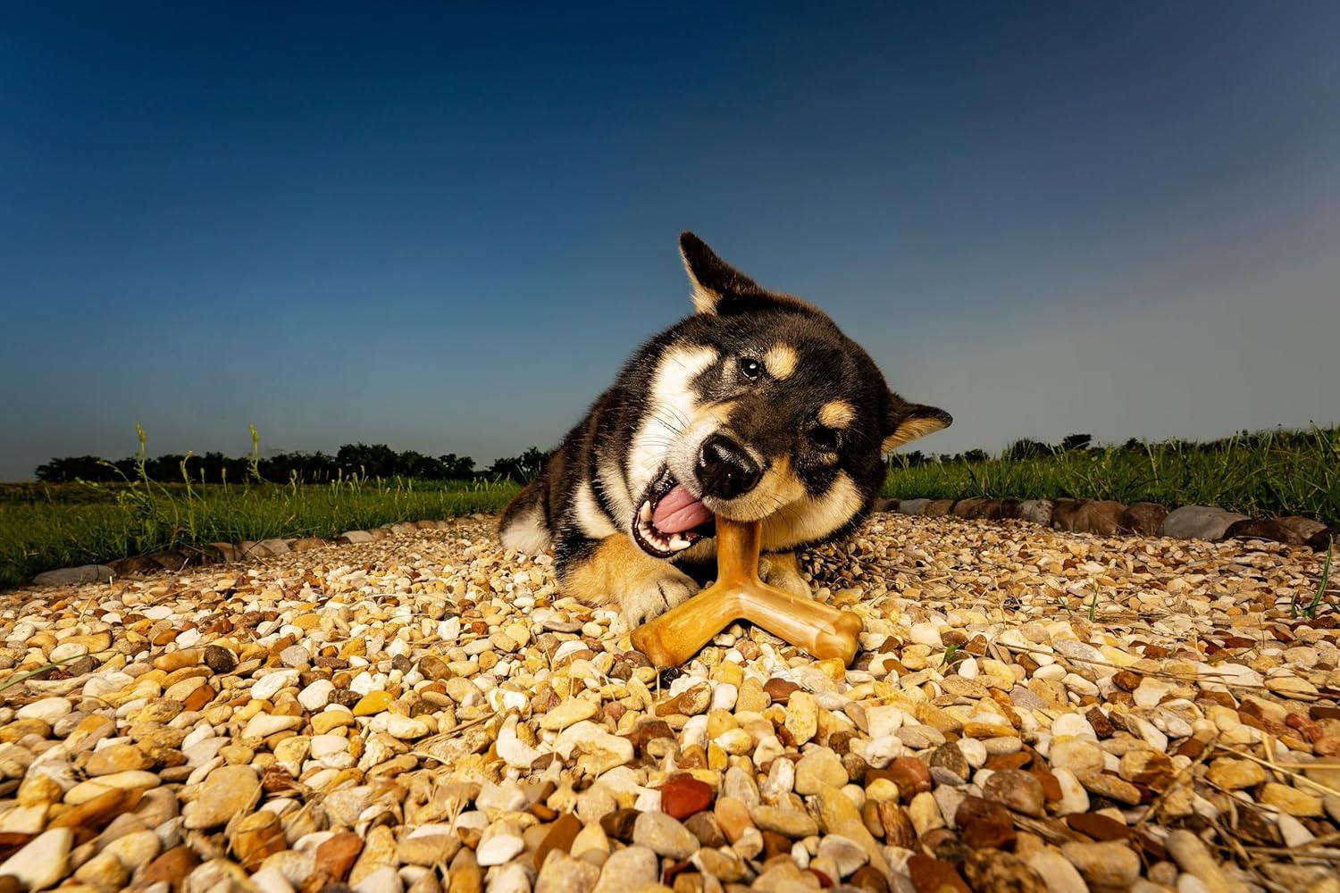 N-Bone® Quado® Dried Interactive Dog Chews, Peanut Flavor, Average Joe, Medium, 1ct, 2.6oz - Natural, Edible, 100% Digestible Dog Chews Alternative to Plastic Toys - for Small & Medium Dogs