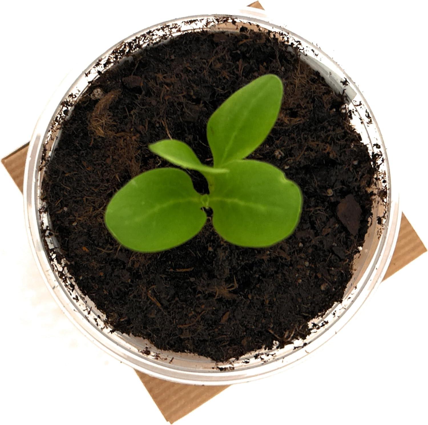 Seeds in a Cup Tree Starter Kit with Premium Soil