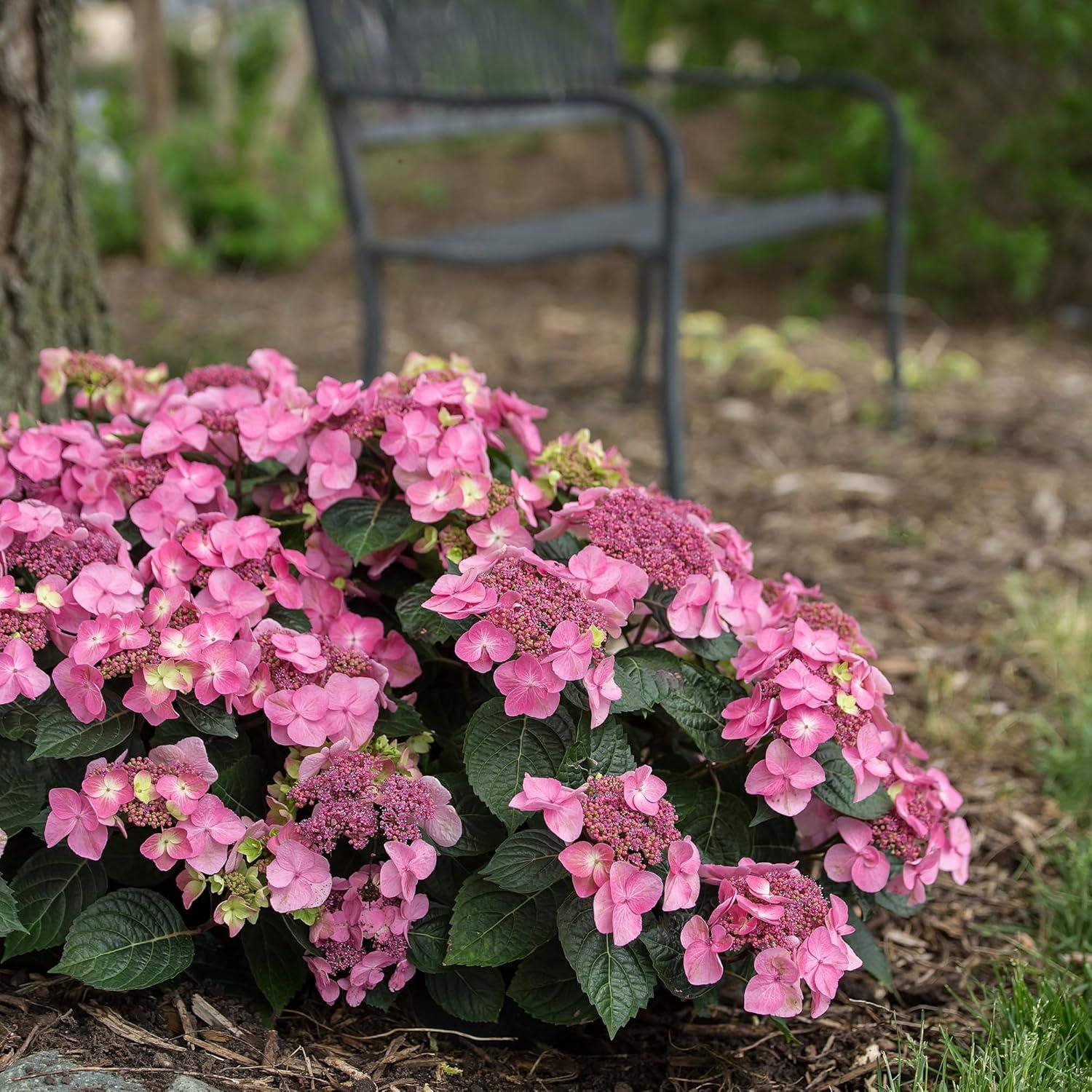 Compact Endless Summer Hydrangea 'Pop Star' - 2 Gallon Blue Lacecap