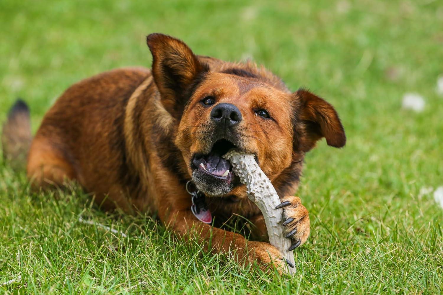 Premium Large Antler - ONE Pound (+/- an Ounce) Variety Pack - Top Dog Chews