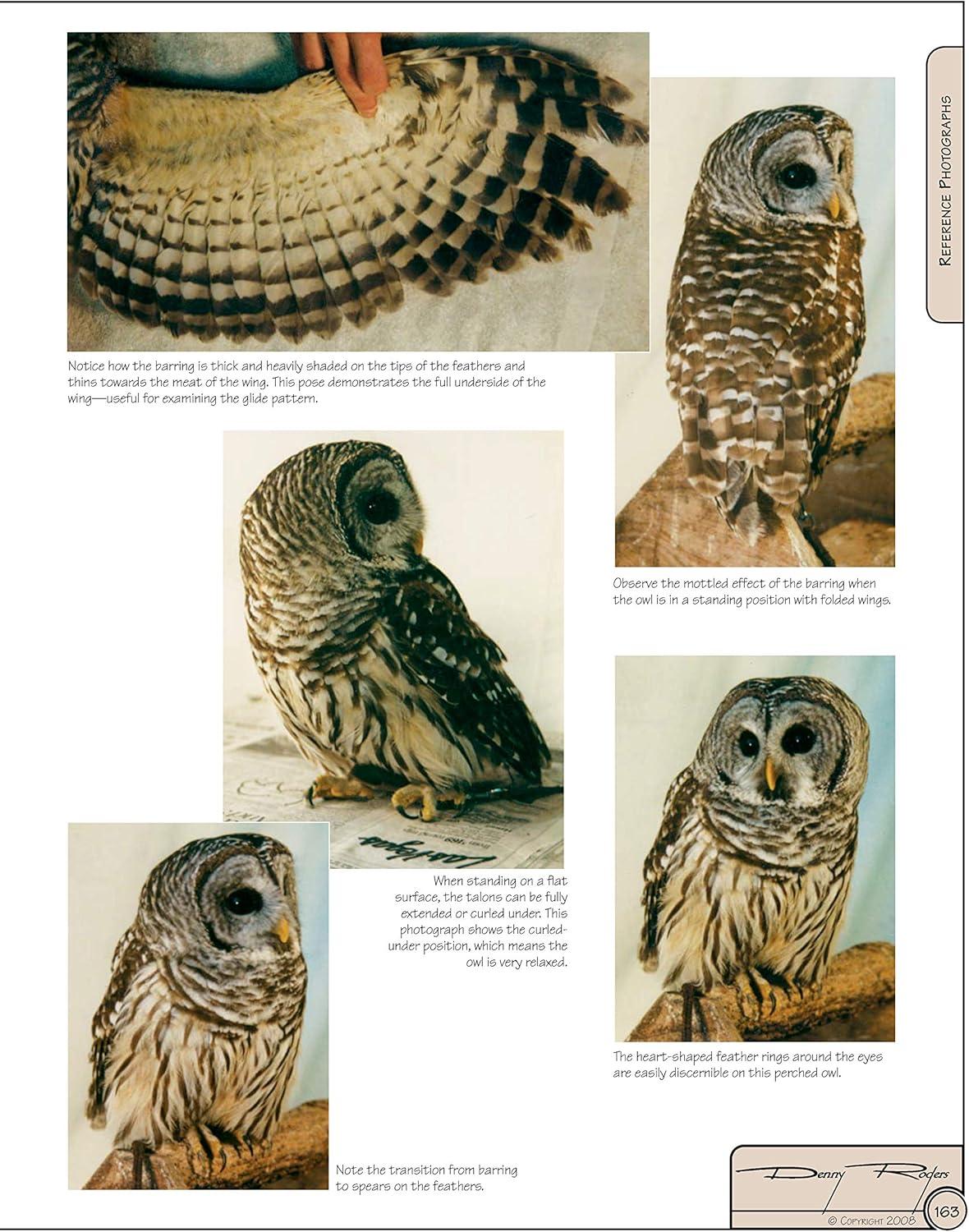 Illustrated Owl Reference Guide for Bird Lovers and Artists
