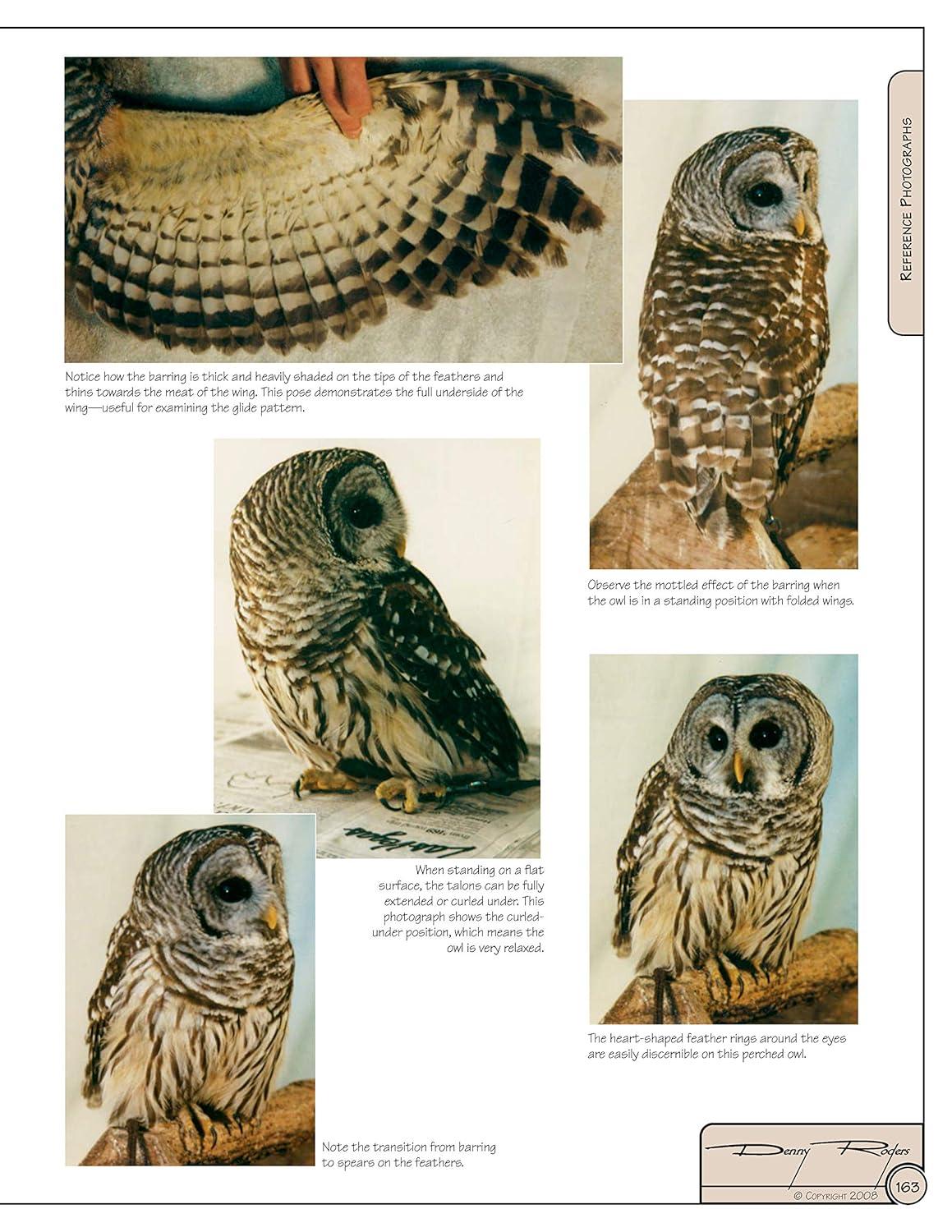 Illustrated Owl Reference Guide for Bird Lovers and Artists