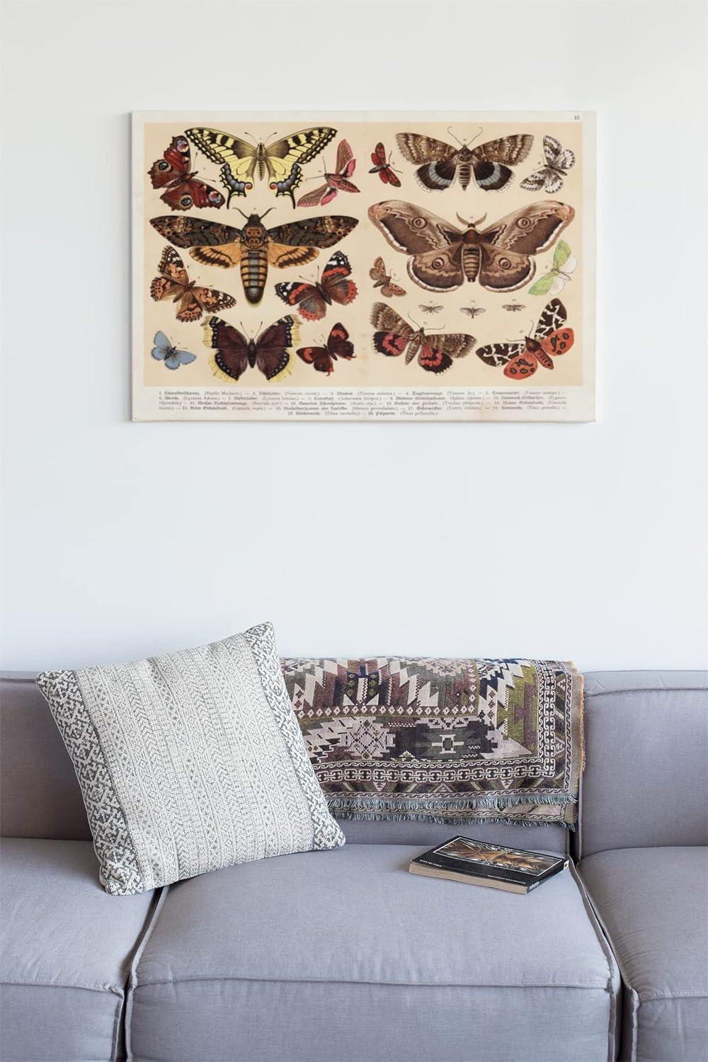 Moths and Butterflies 1888 Vintage Illustration Insect Wall Art of Moths and Butterflies butterfly Illustrations Insect Moth Cool Wall Art Print Poster 18x12