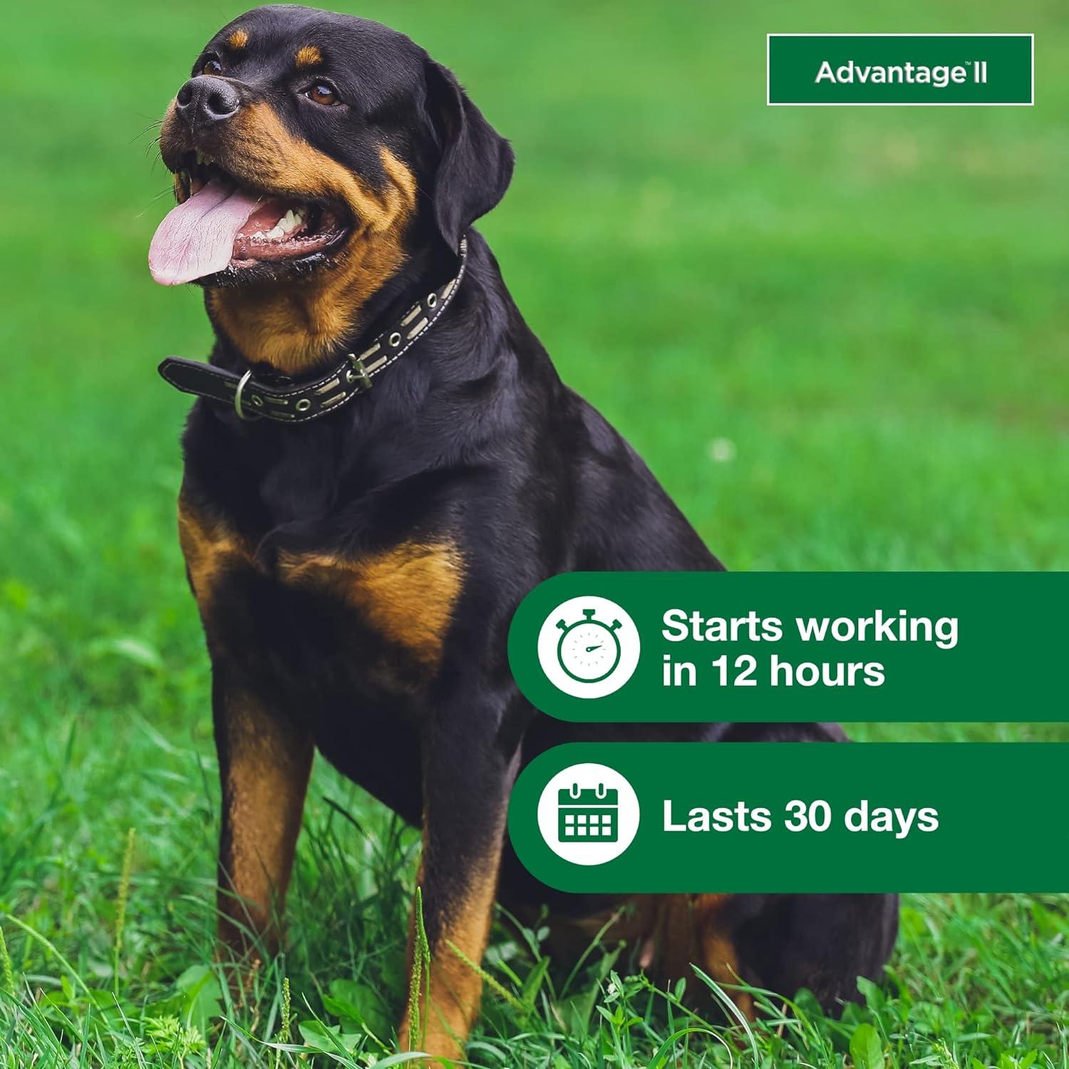 Advantage II Vet-Recommended Flea Prevention for XL Dogs 55 lbs+, 6-Monthly Treatments