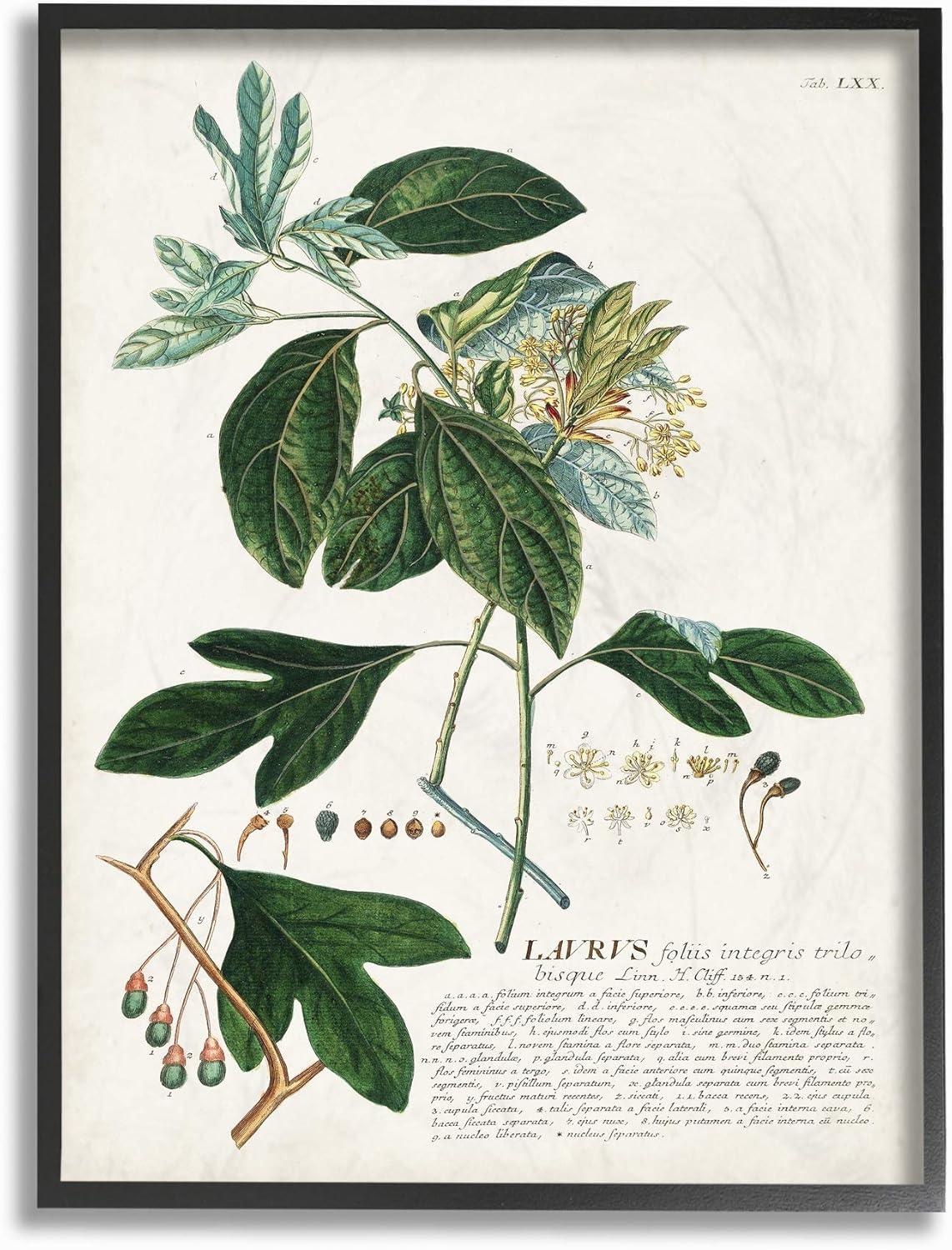 Stupell Industries Botanical Plant Illustration Green Leaves Vintage Design Framed Wall Art by Unknown