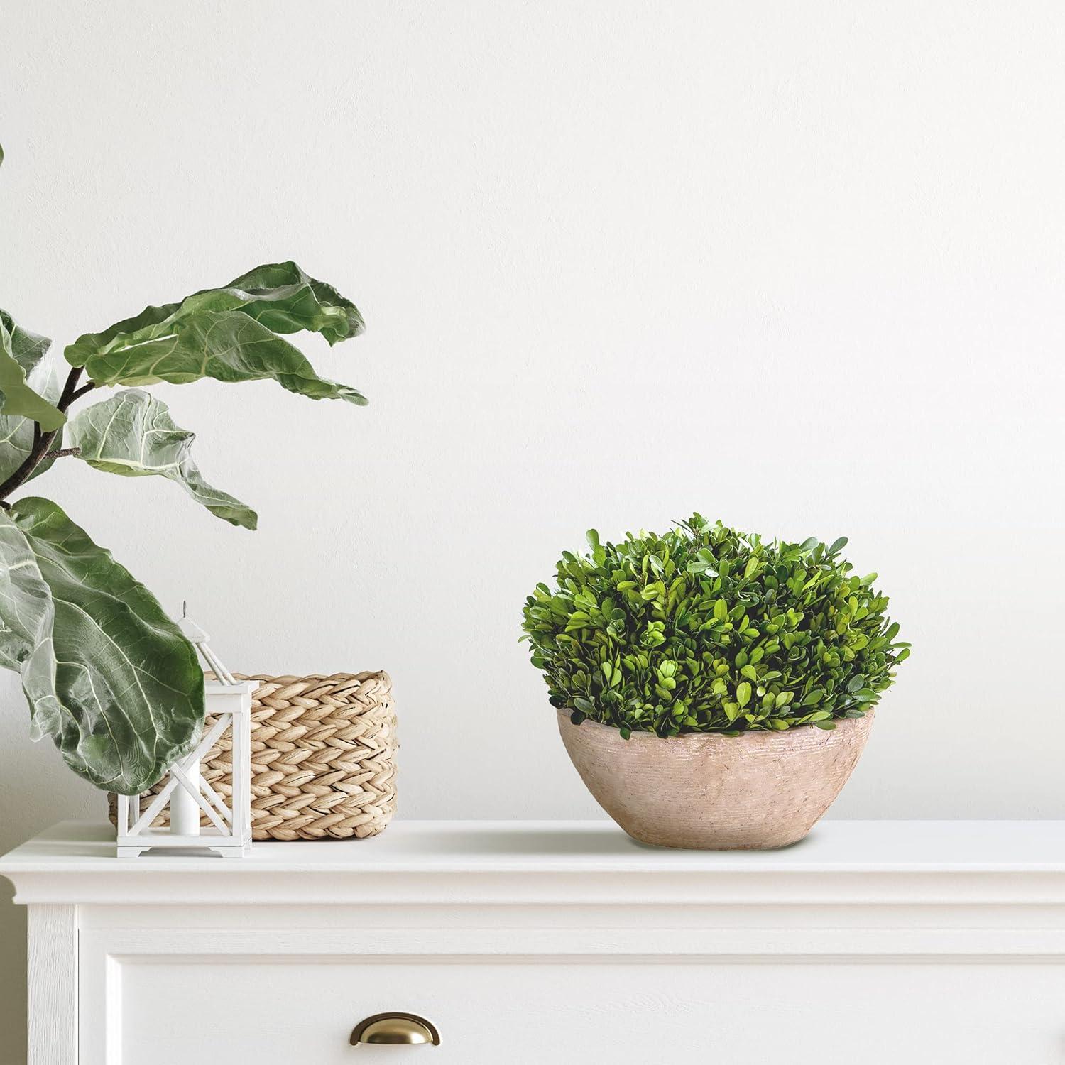 Nearly Natural 12-in Boxwood Preserved Plant in Oval Planter