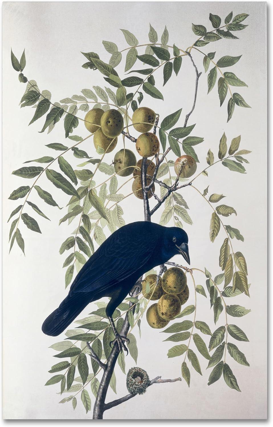 Trademark Fine Art "American Crow" Canvas Art by John James Audubon