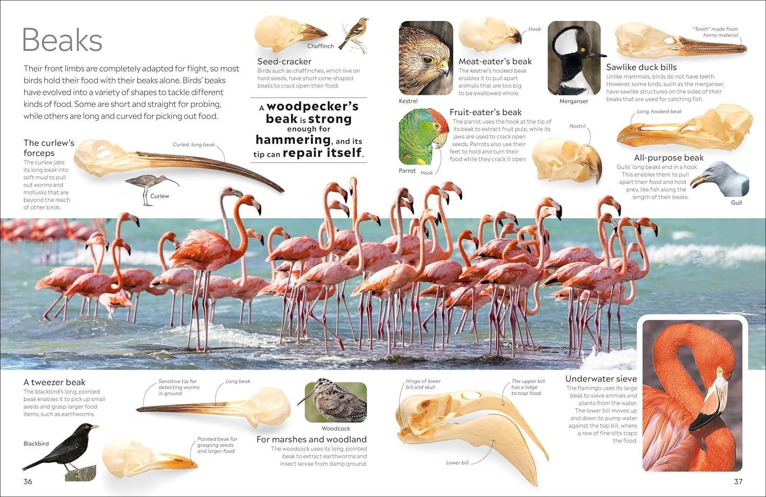 Eyewitness Bird - (DK Eyewitness) by DK (Paperback)