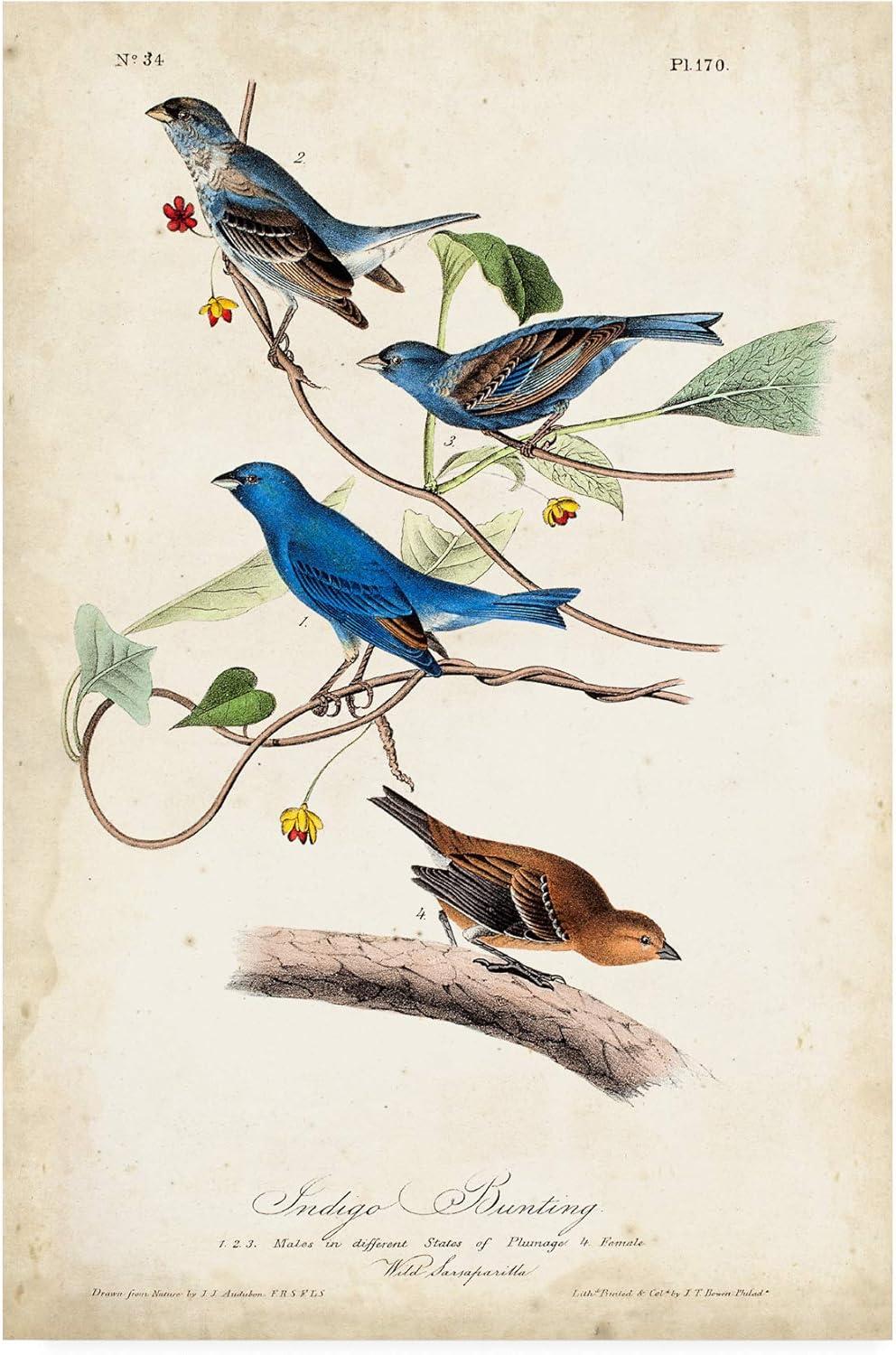 Trademark Fine Art -John James Audubon 'Indigo Bunting Birds' Canvas Art - 24''x16''